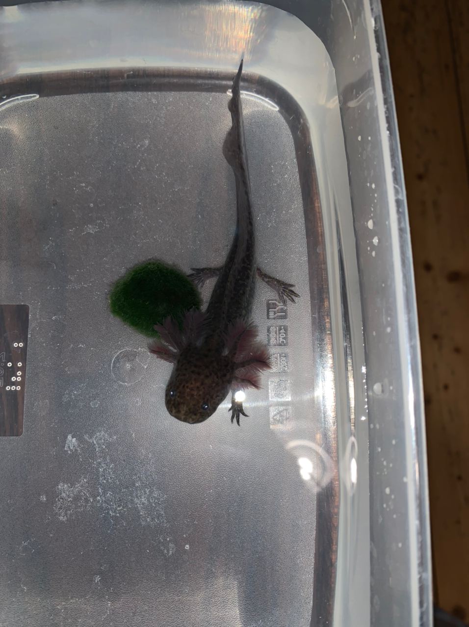 Axolotl Jungtiere - Amphibien - Paderborn
