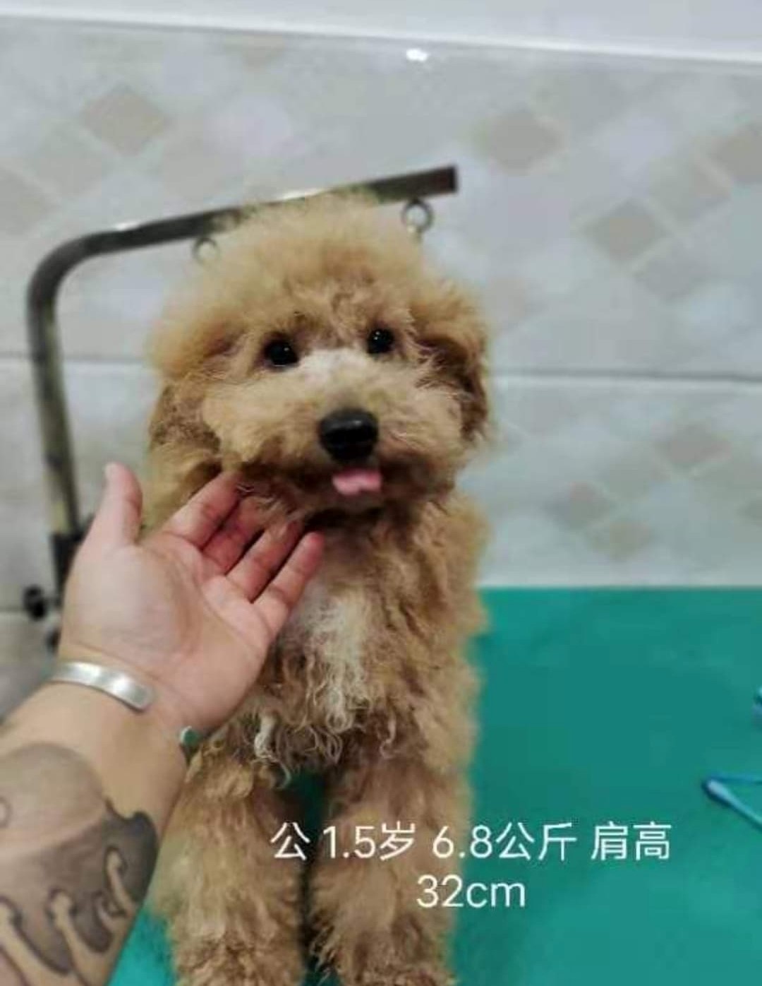 MIMMO WILL ENDLICH NACH HAUSE  CHINA-DEUTSCHLAND - Flugpaten - Berlin