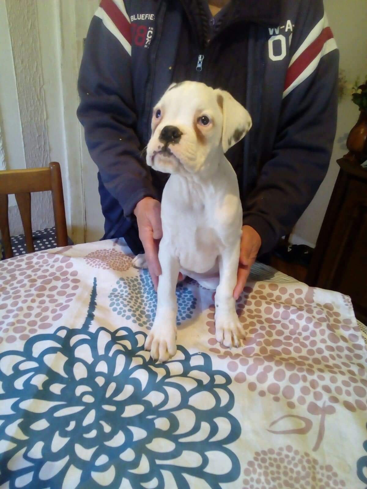 Boxer Welpen - Hunde - Neu Ulm