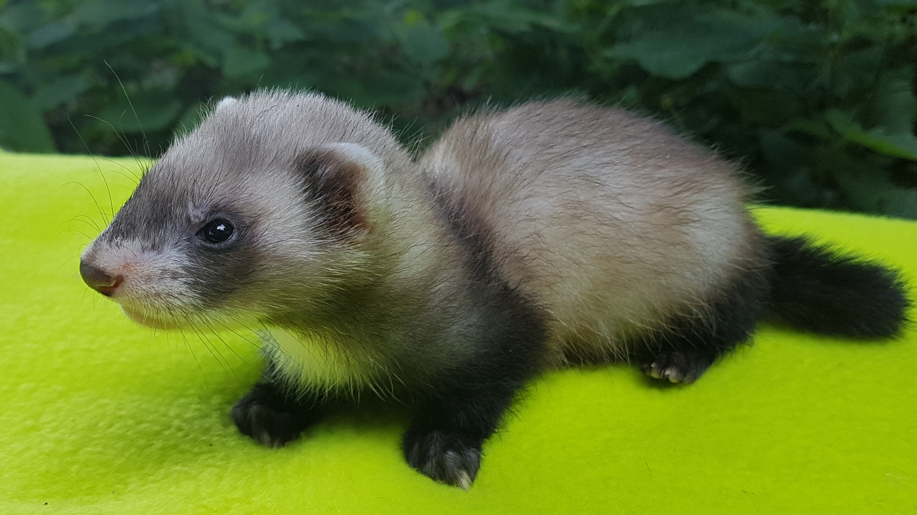 Frettchen Welpen für 2021 reservieren - Nagetiere - Aschheim
