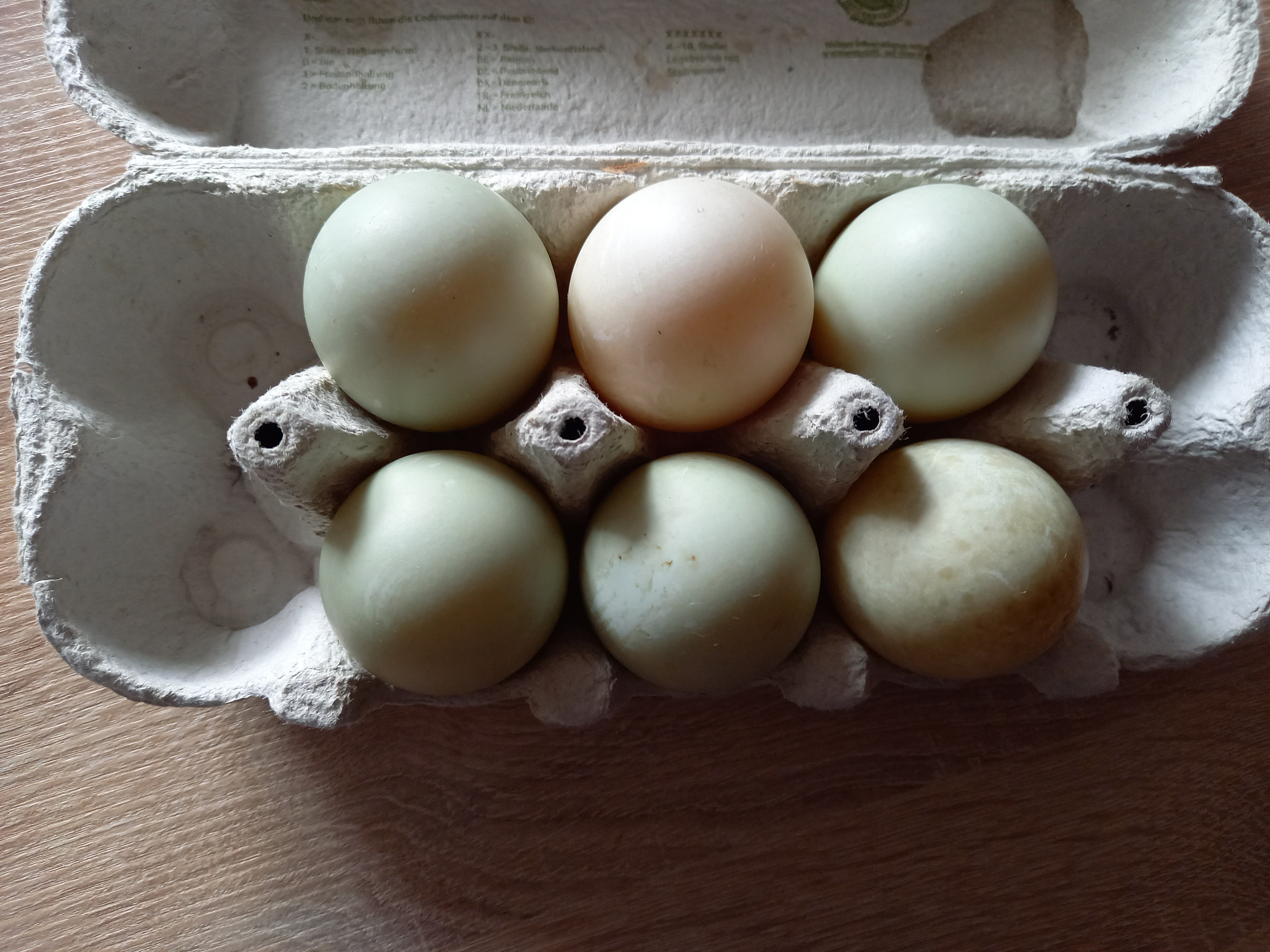 Bruteier Laufente - Voegel - Wahlendorf