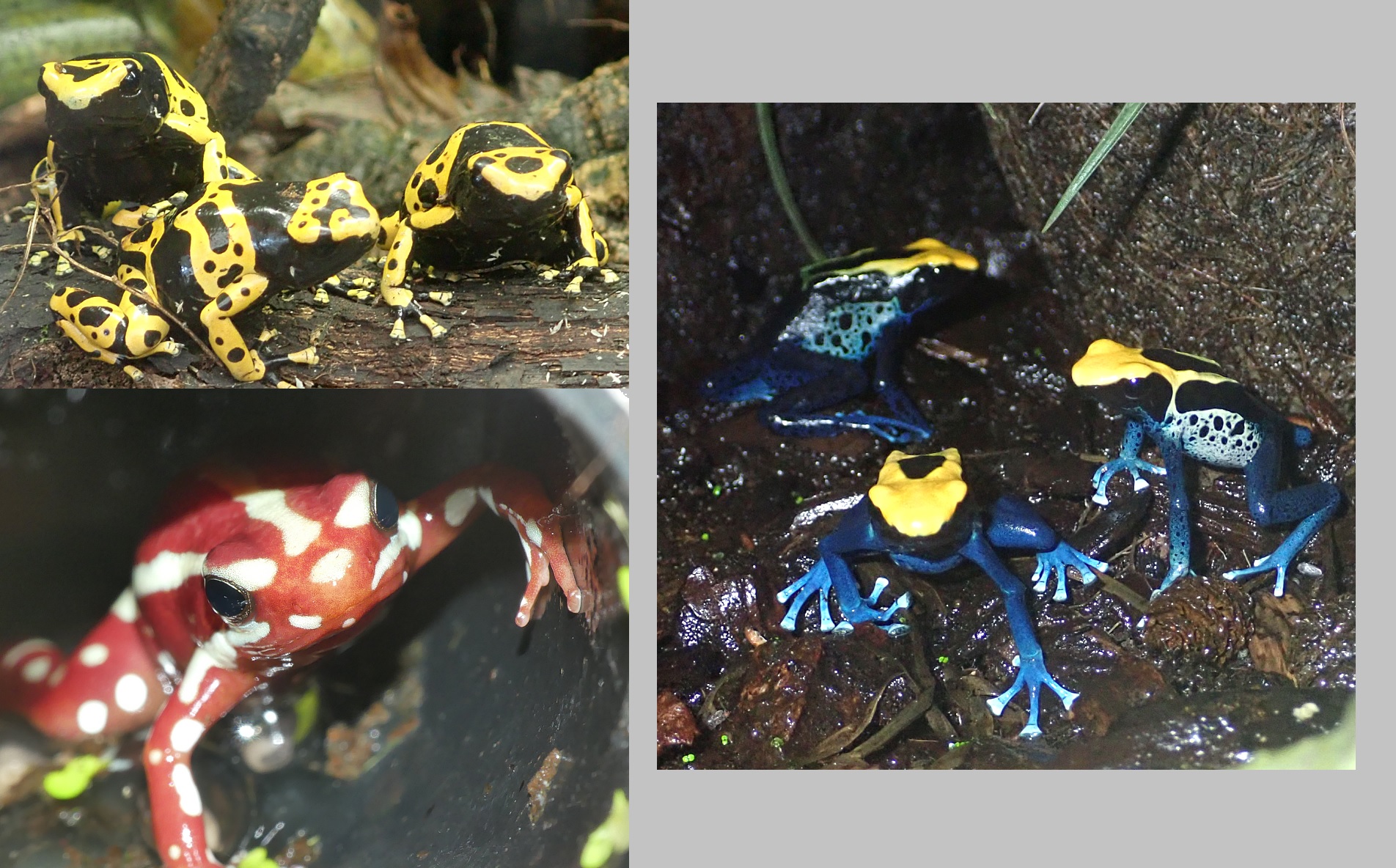 Dendrobaten   Pfeilgiftfrösche subadult, abzugeben - Amphibien - Mönchengladbach