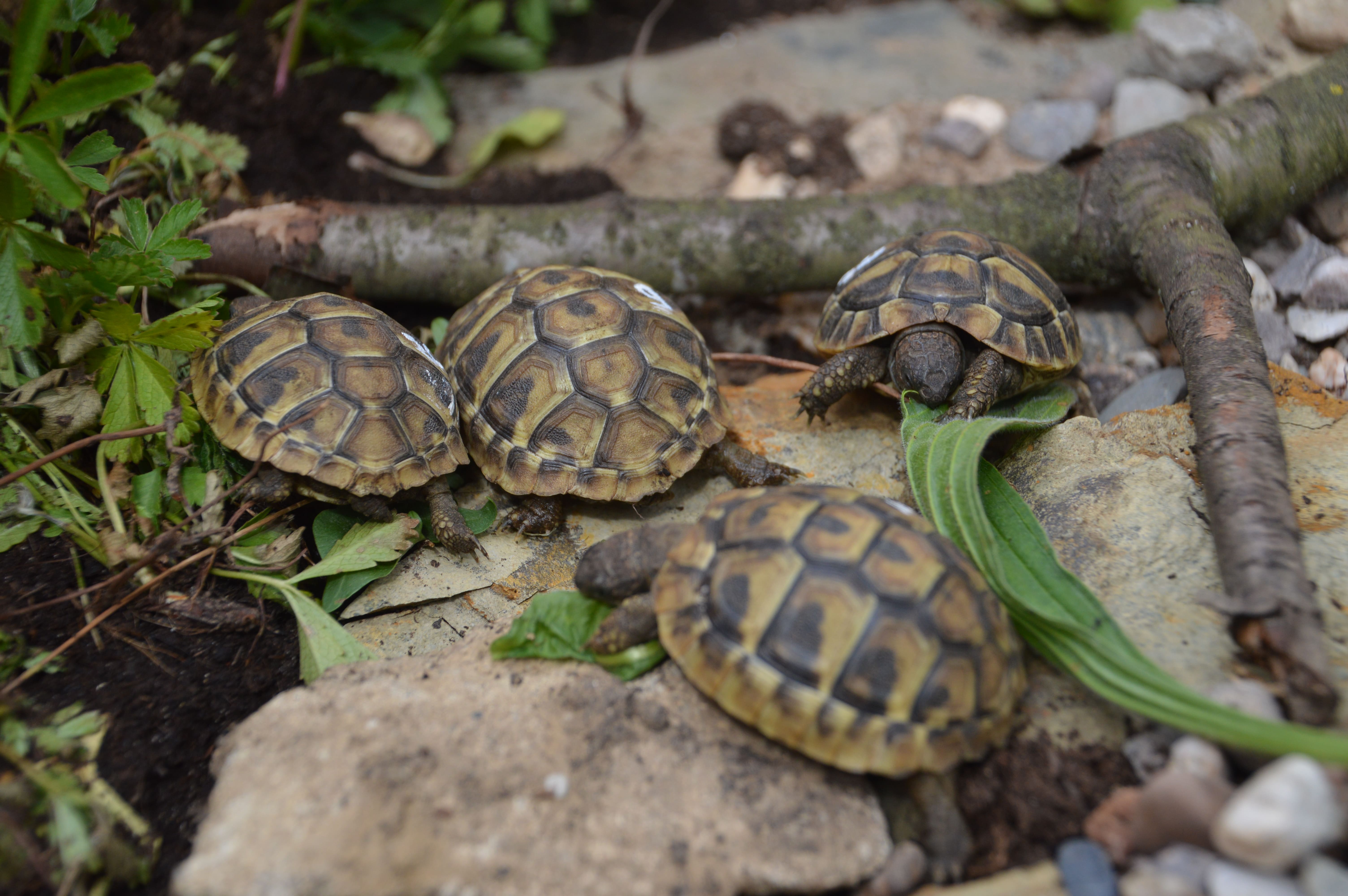 Griechische Landschildkröten Nachzucht aus 2021 CITES-Zertifikat vorhanden - Reptilien - Brechen