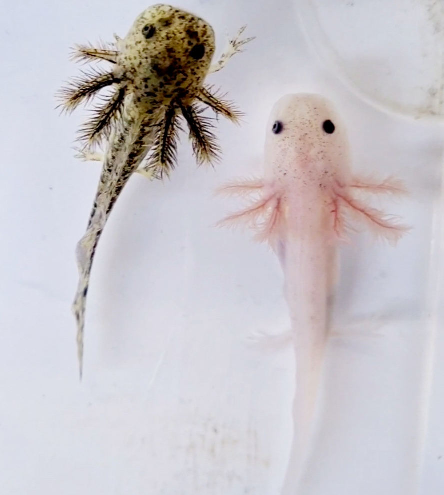 Axolotl Jungtiere aus BD freien Bestand  copper, wild, weiß - Amphibien - Berlin