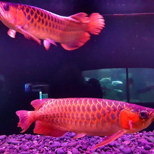 Qualität Arowana Fisch zu Verkaufen  www.online-arowana-fisch-shop.de.rs - Fische - Berlin