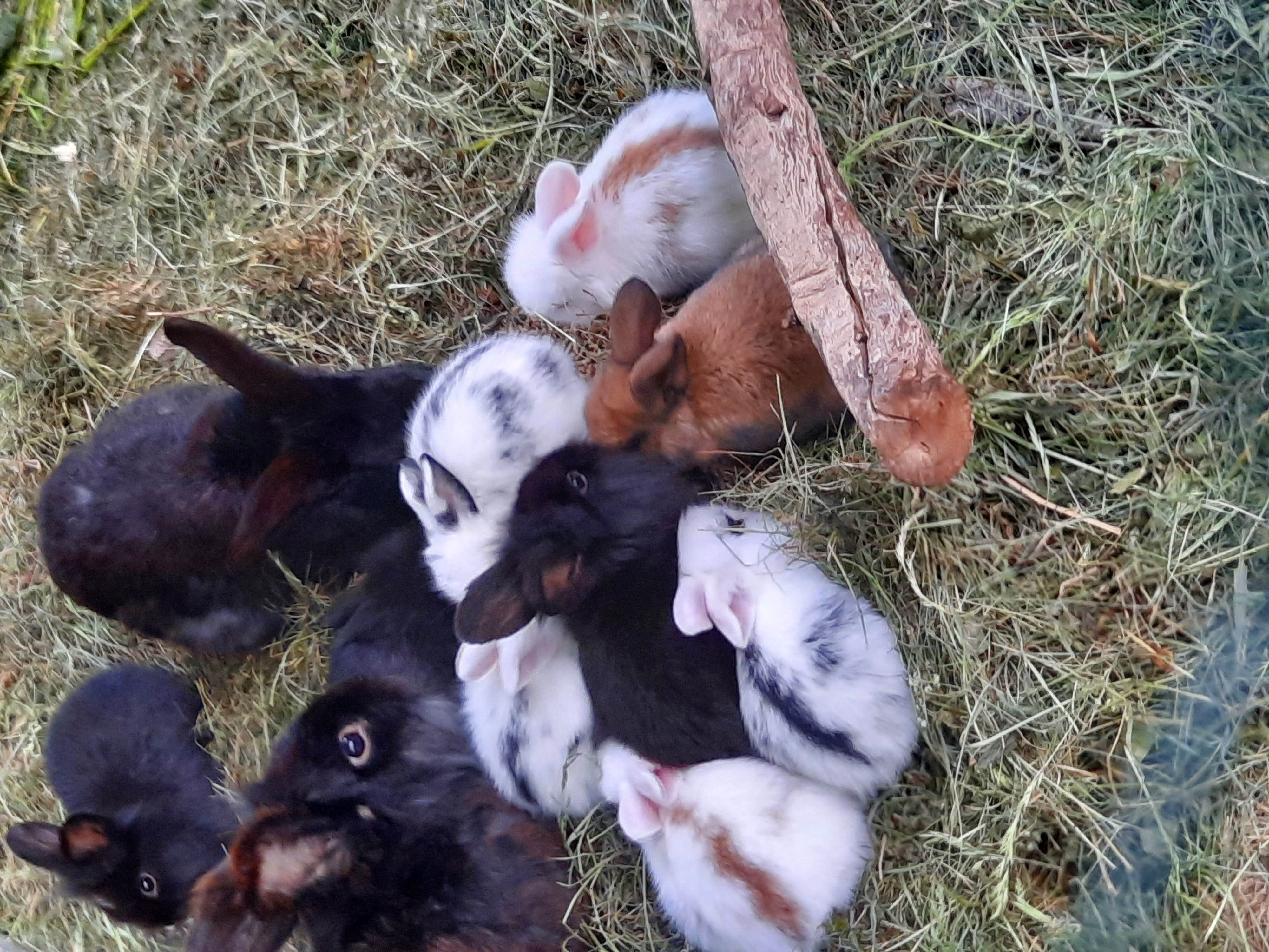 Kaninchenbabys zu vergeben - Nagetiere - Tribuswinkel
