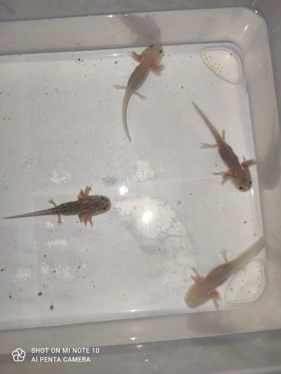 Süßer Axolotl Nachwuchs - Amphibien - Berlin