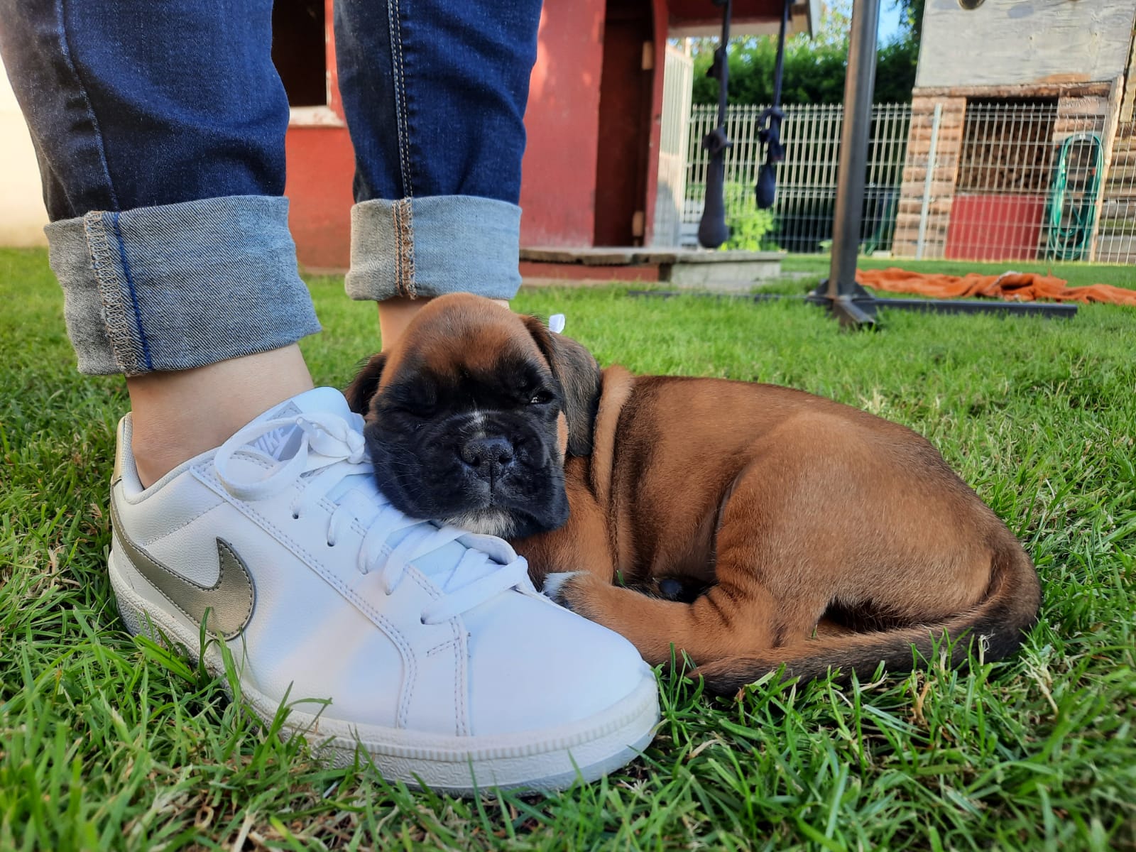 Wunderschöne Boxerwelpen suchen ein liebevolles Zuhause - Hunde - Rackwitz