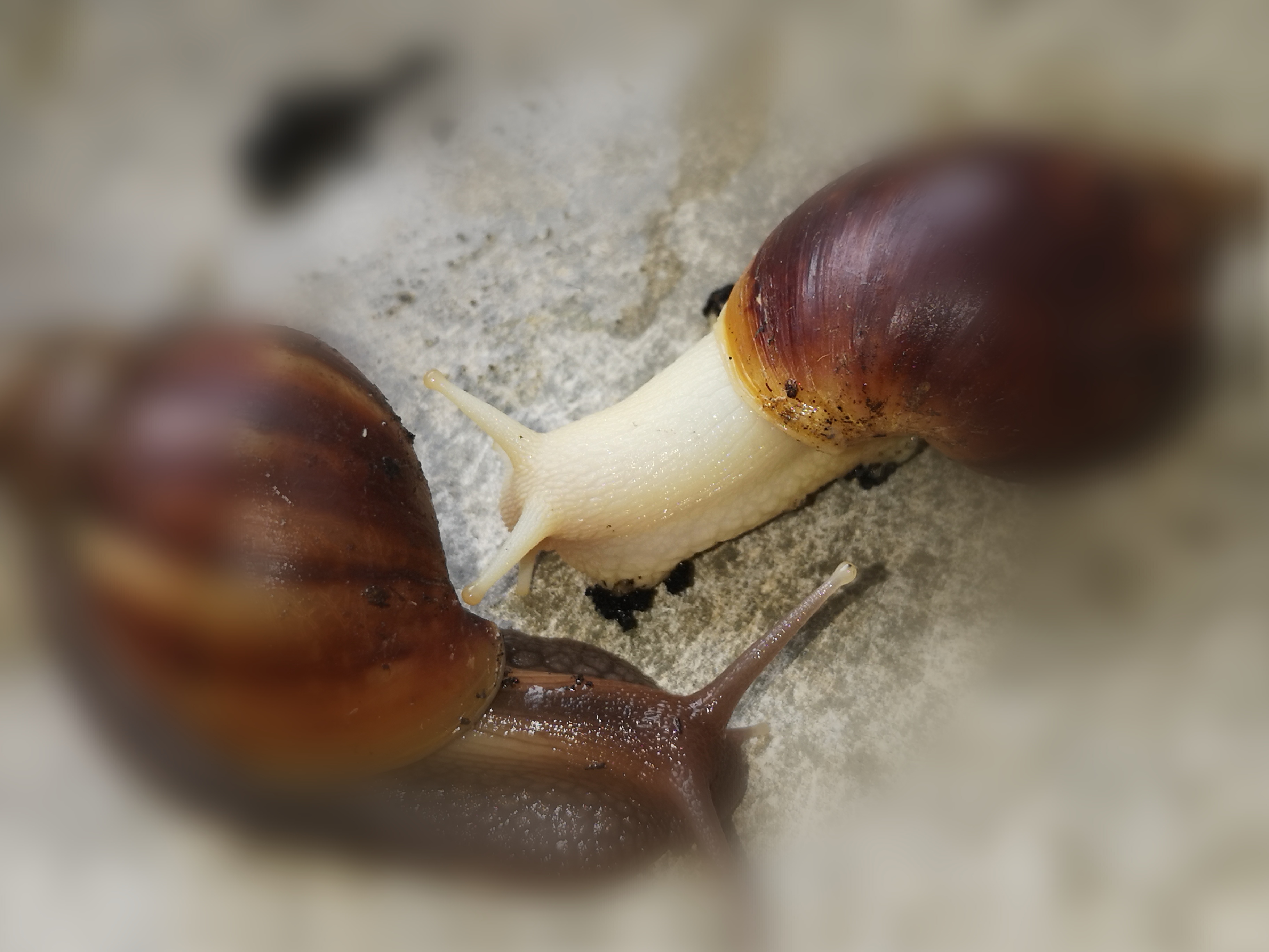 Achatschnecken zu verkaufen - Amphibien - Hamburg
