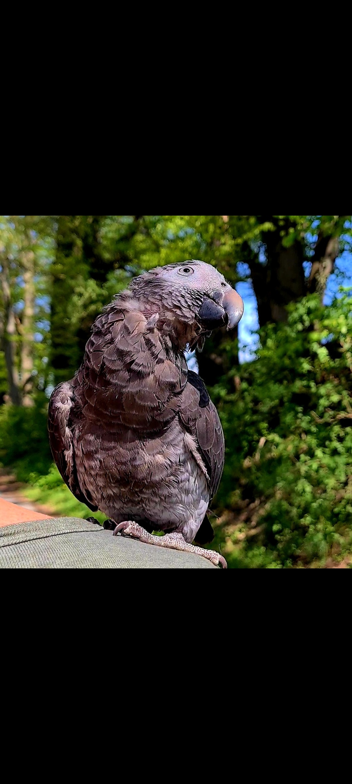 Timneh Graupapagei - Voegel - Osnabrück