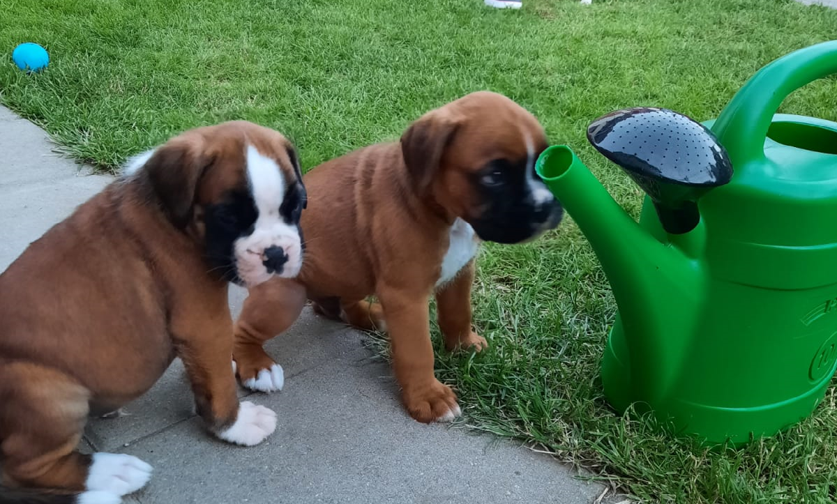 Wunderschöne Boxerwelpen suchen ein liebevolles Zuhause - Hunde - Rackwitz