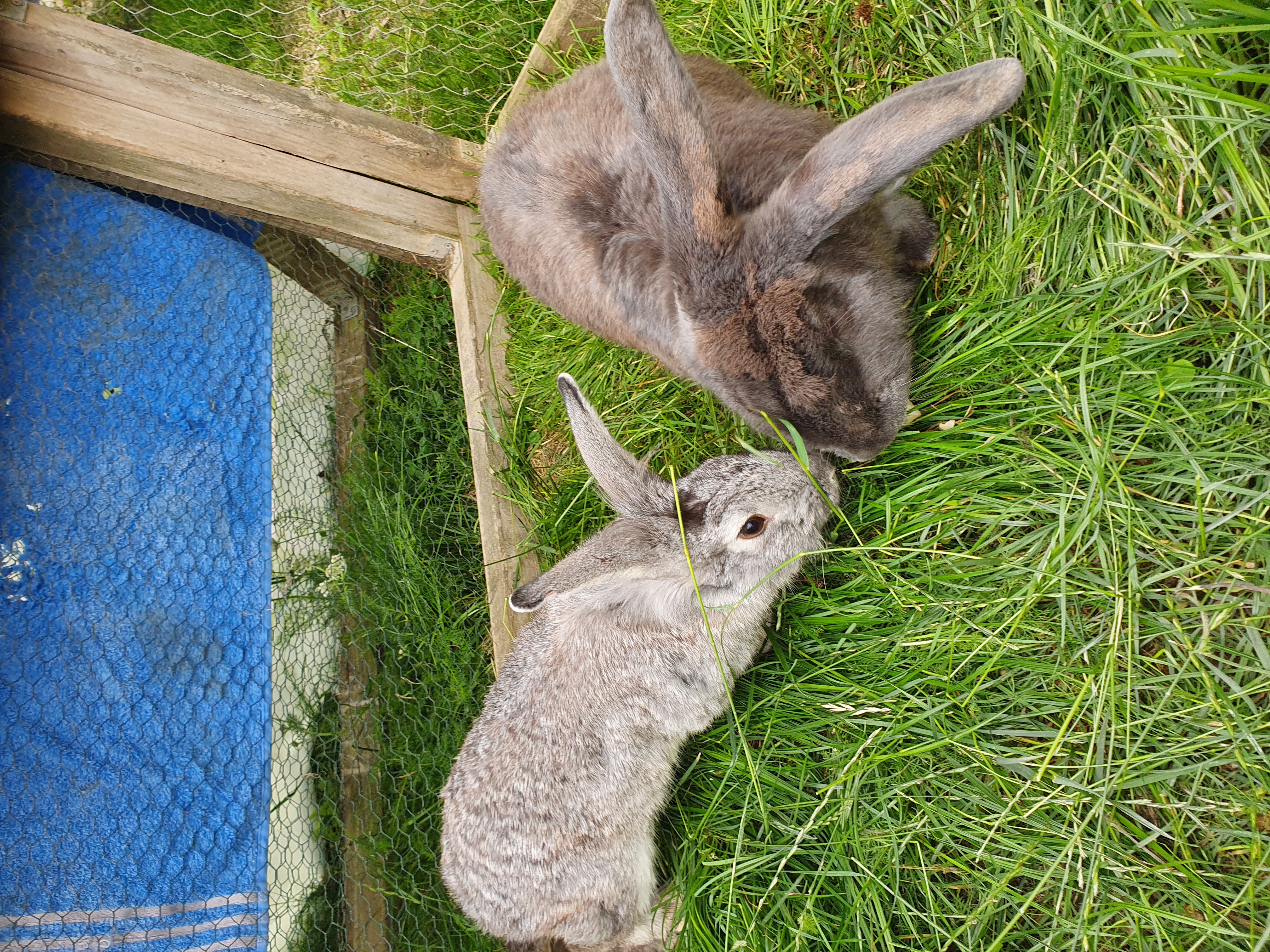 2 wunderschöne Kaninchen, Hase, Deutscher Riese, Widder - Nagetiere - Schauenburg
