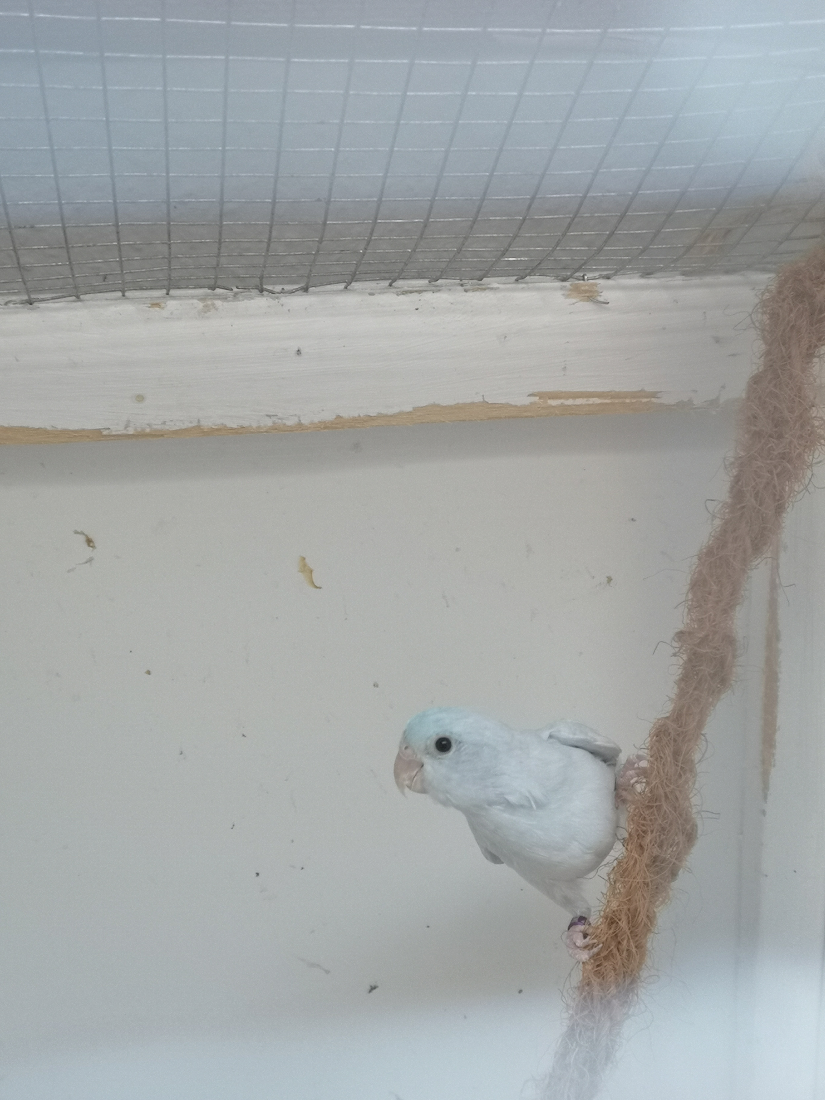 Sperlingspapagei Henne sucht ein neues Zuhause - Voegel - Marbach am Neckar