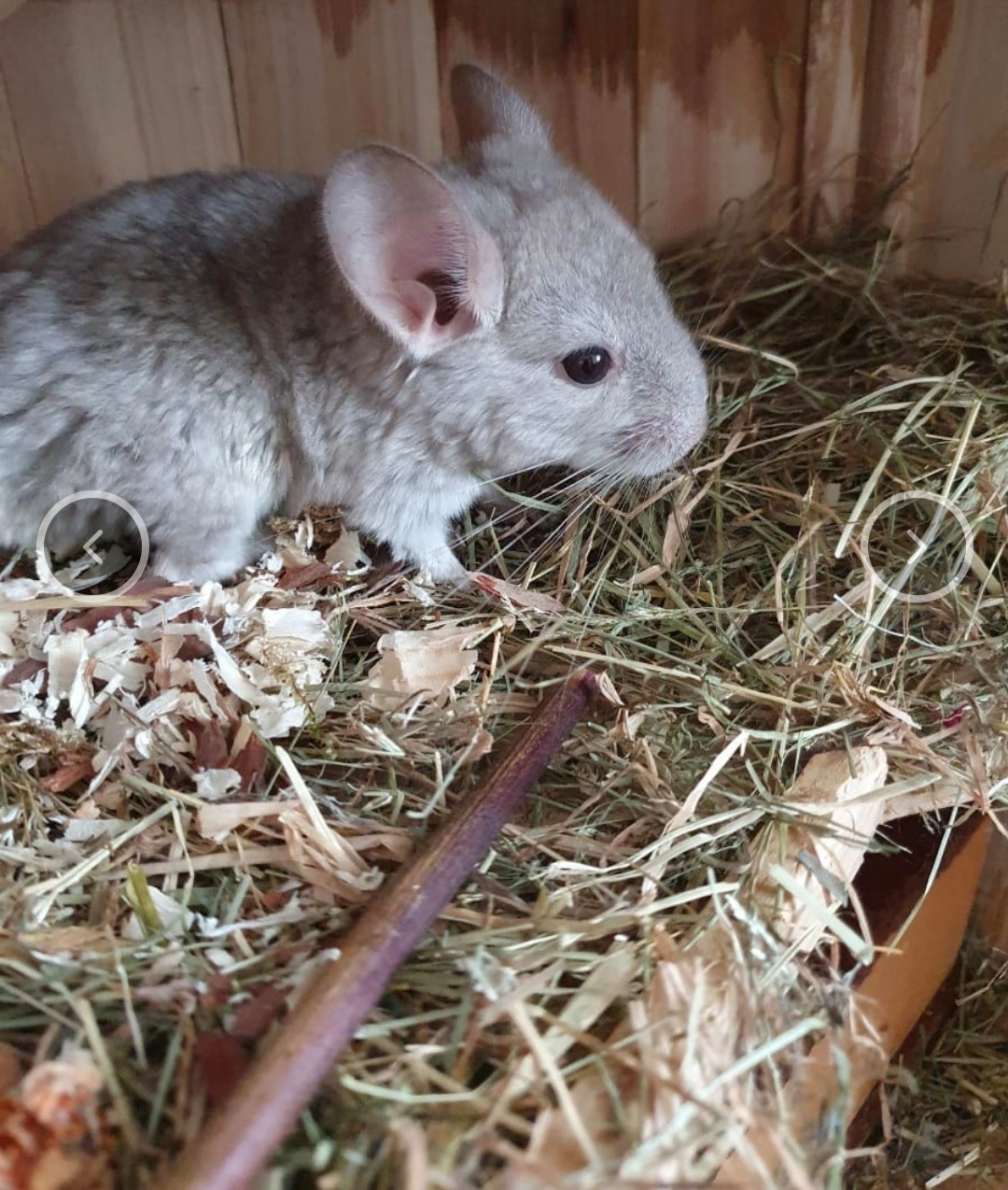 Chinchillas Baby Männchen  zu verkaufen - Nagetiere - Berlin