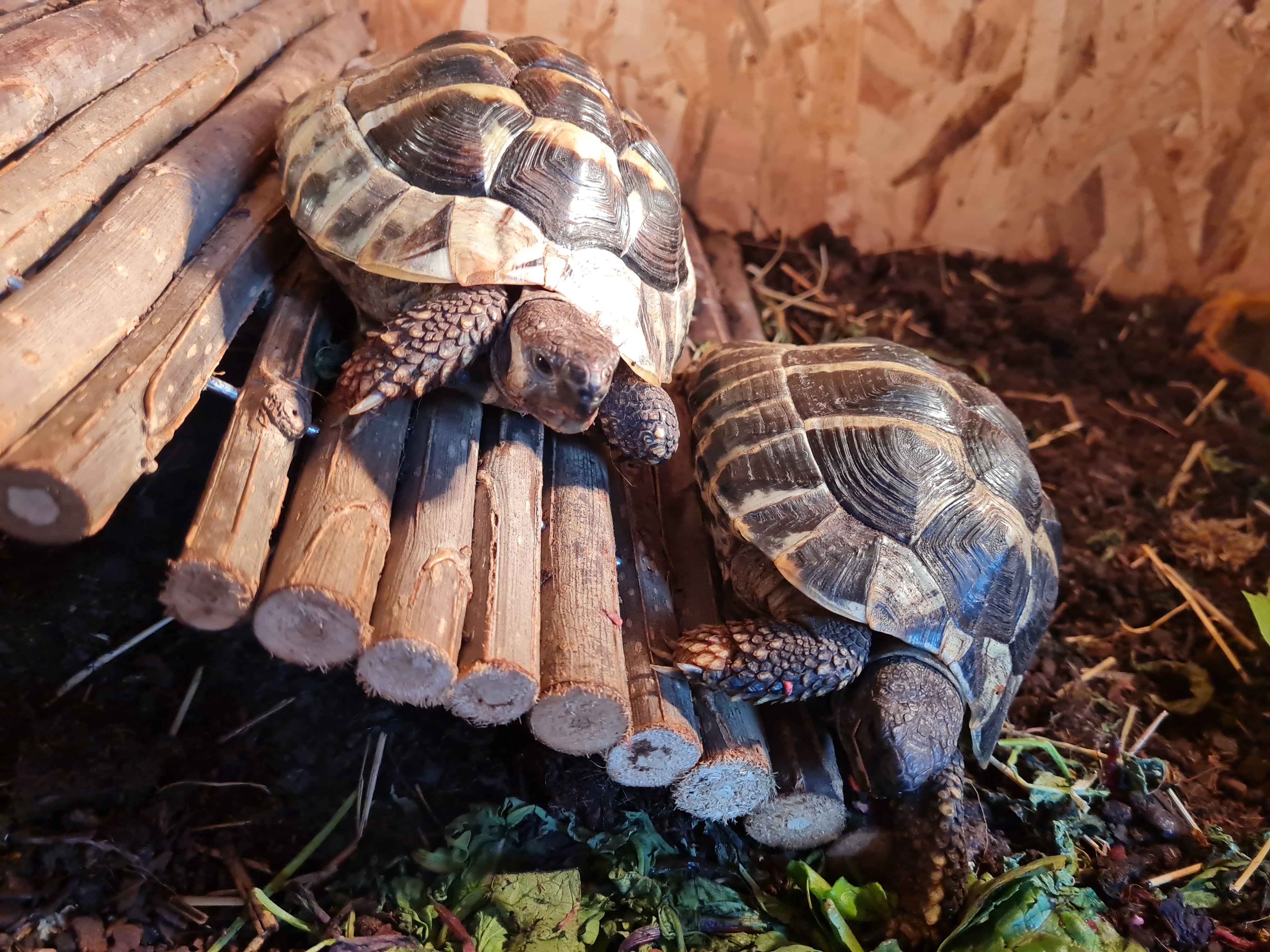 Griechische Landschildkröten suchen zu Hause - Reptilien - Hannover