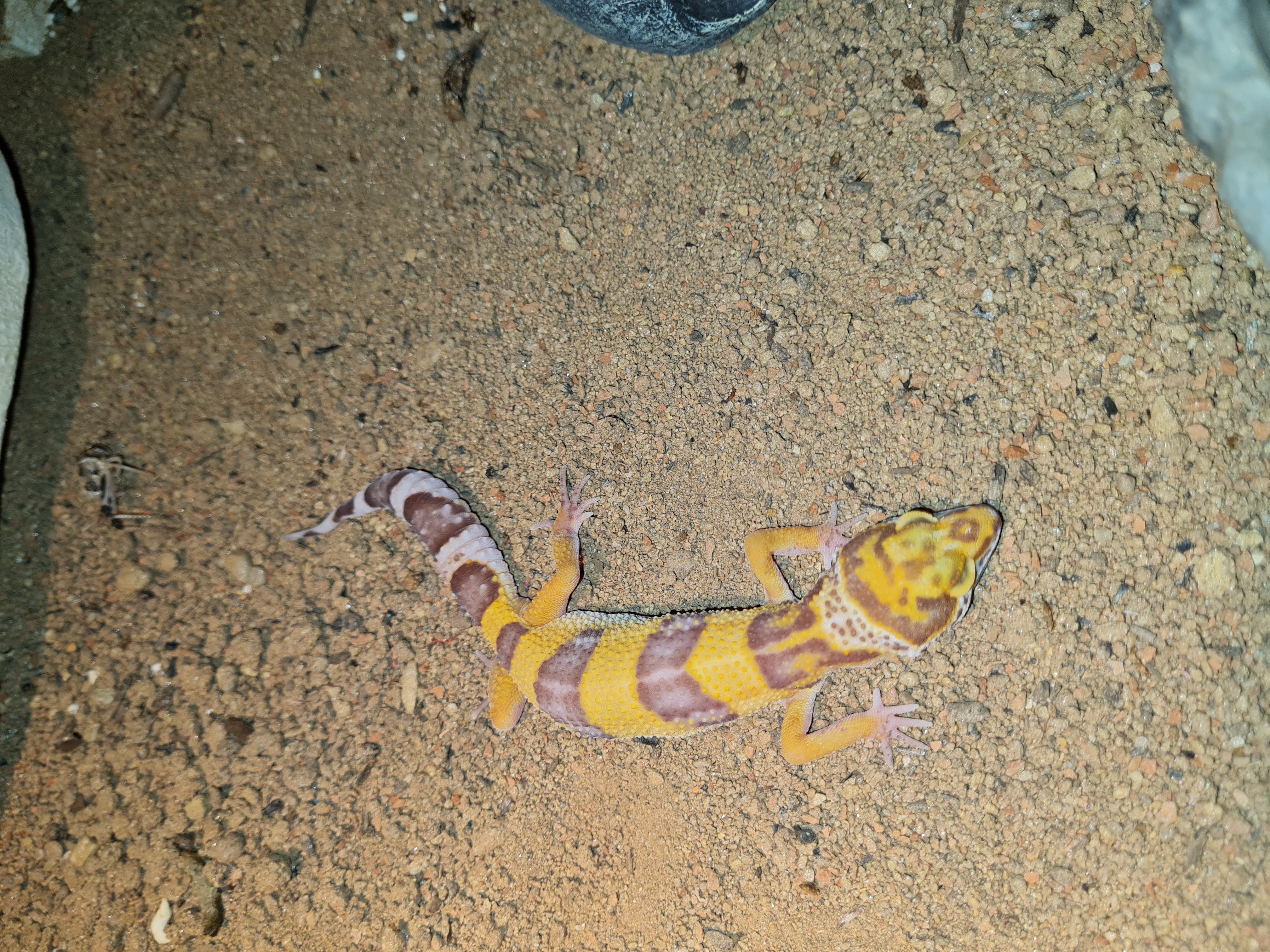 Leopardgecko NZ 2021 - Reptilien - Dortmund