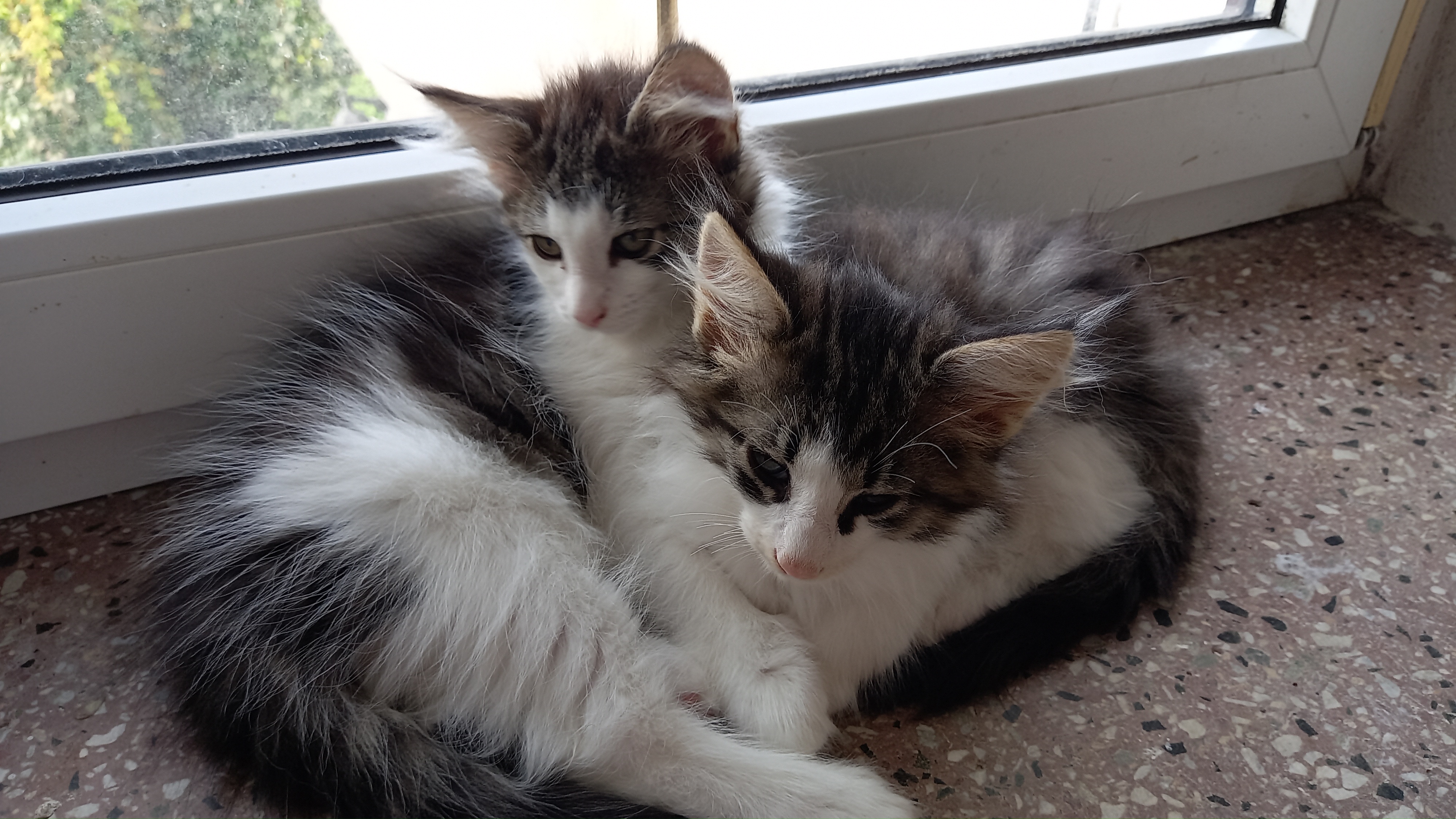 2 Norwegische Waldkatzen - Katzen - Döbeln