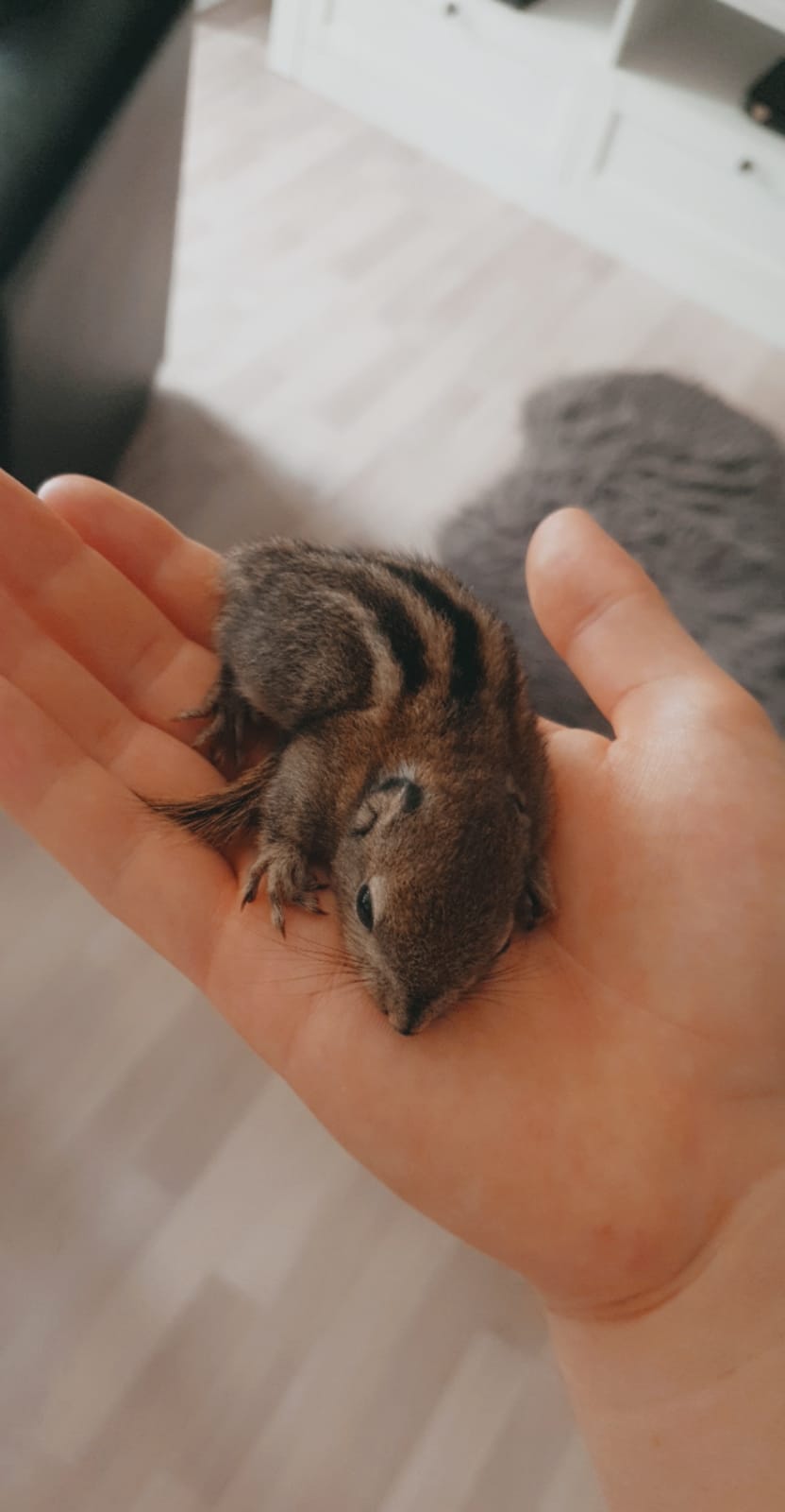 Baumstreifenhörnchen suchen neues Zuhause - Tierboersen - Selm