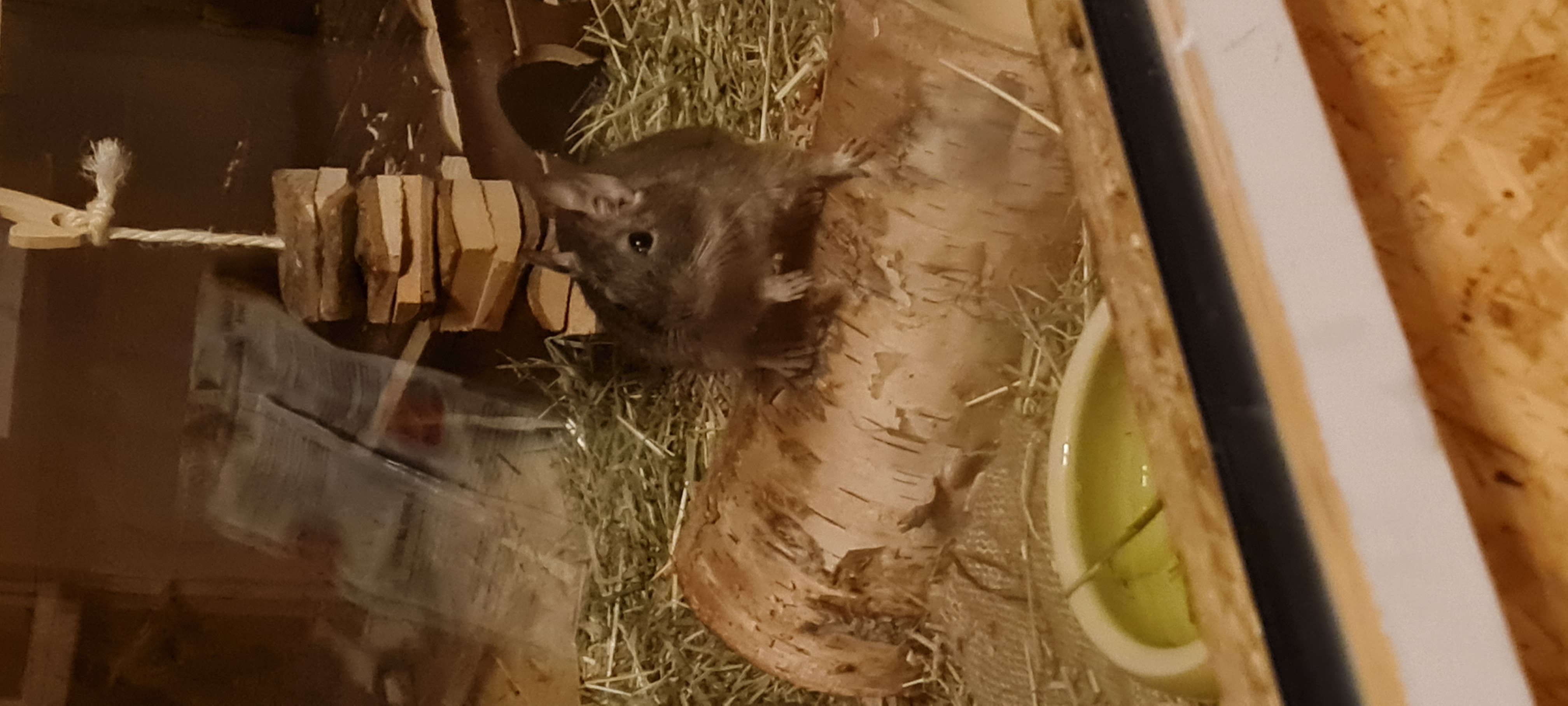 Degumännchen sucht neues Zuhause - Nagetiere - Elgersburg