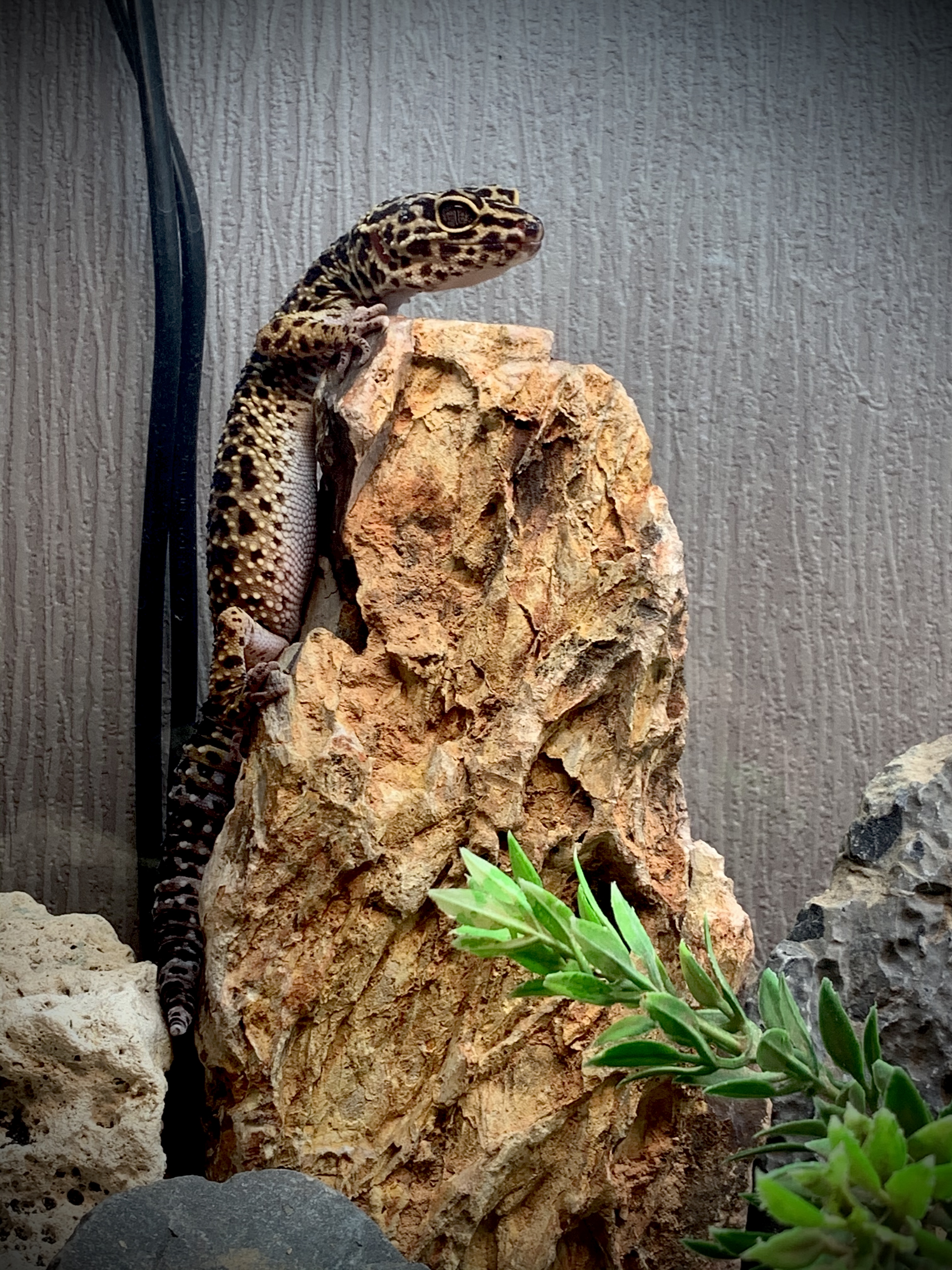 Leopardgeckos 0.3. inkl. Terrarium und Zubehör - Reptilien - Köln