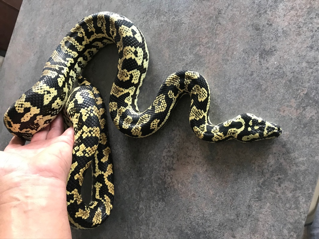 Dschungel Teppichpython Morelia Spilota Cheynei mit Hochterrarium - Reptilien - Solingen