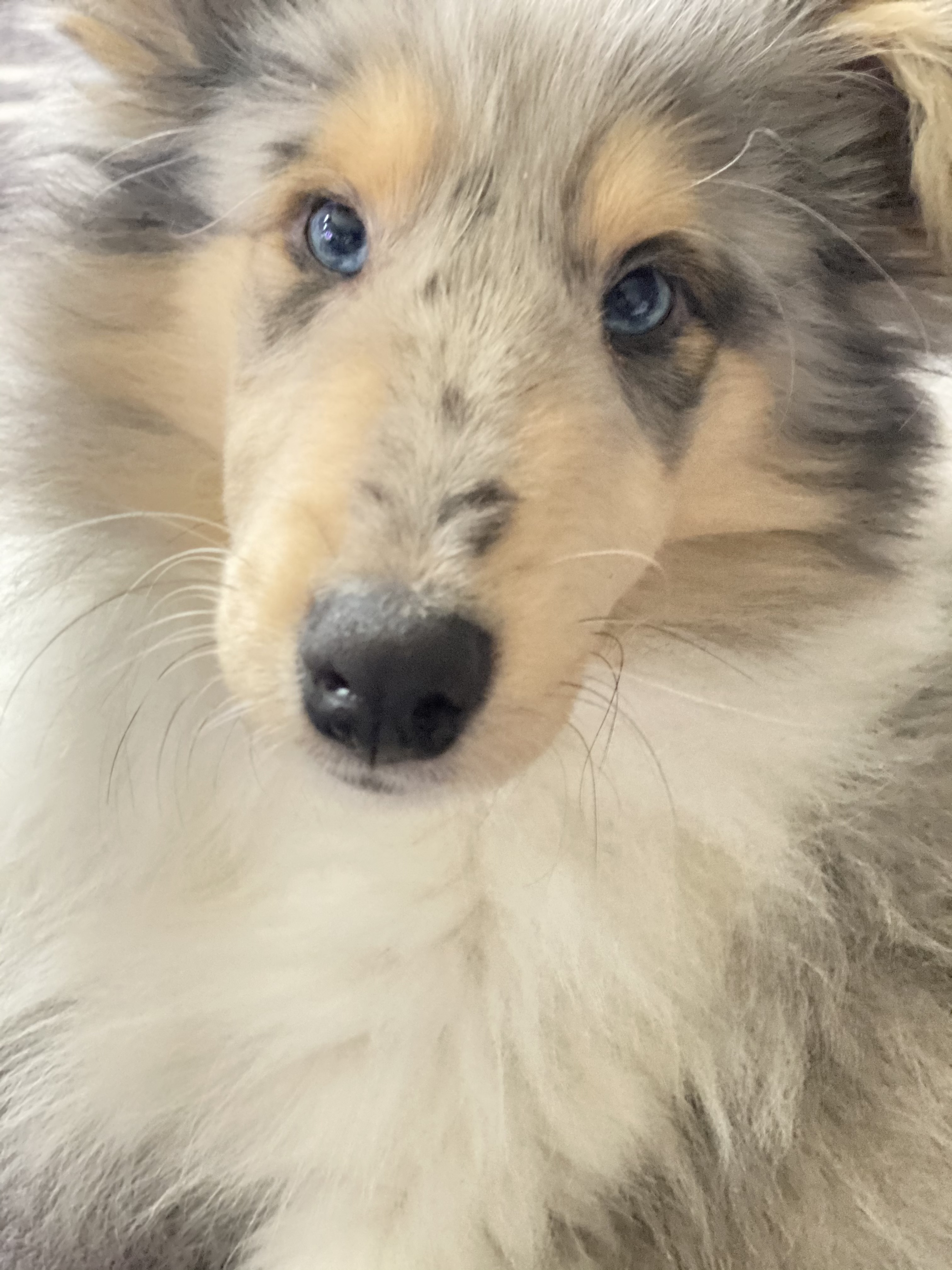 Britische Collie Welpen alle Farben - Hunde - Bilshausen