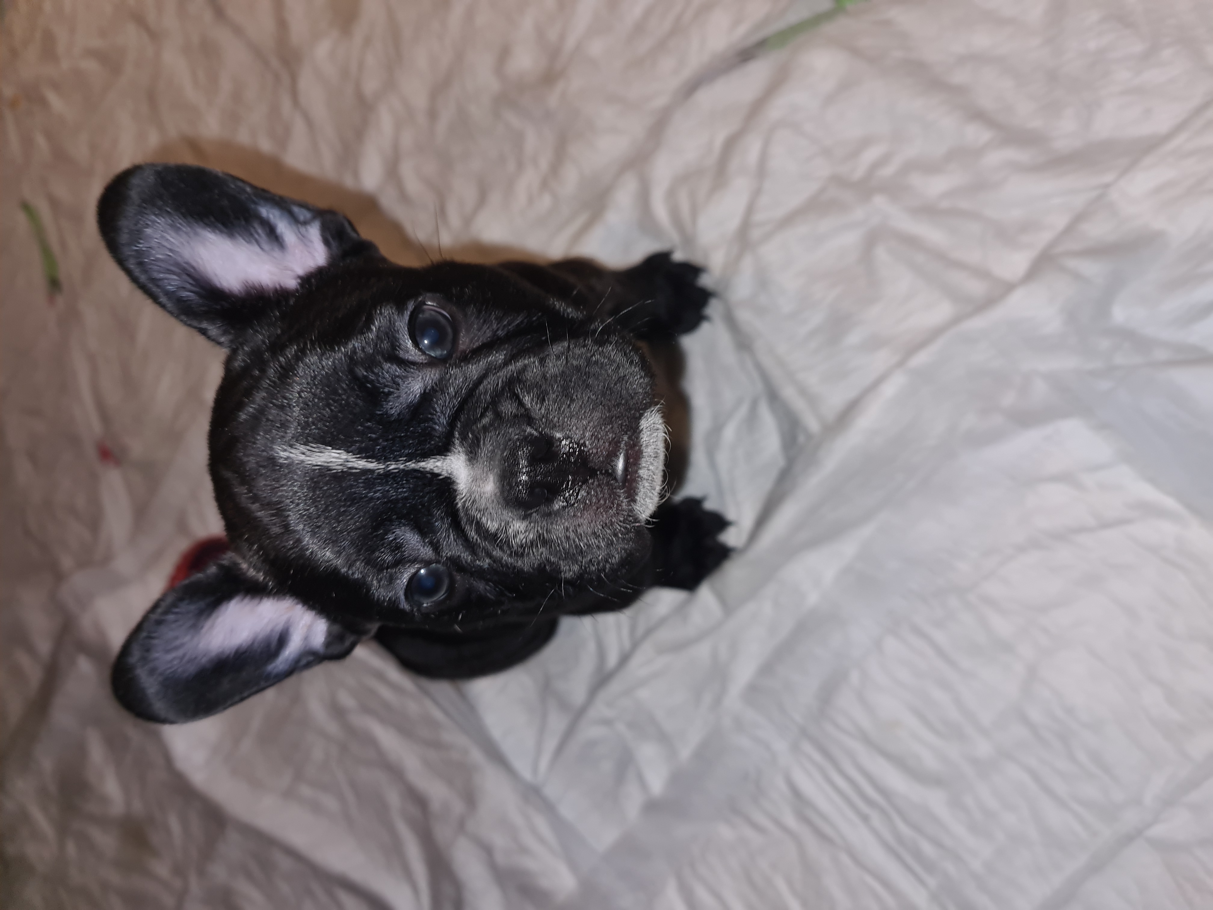 Reinrassige französische bulldoggen - Hunde - Kierspe