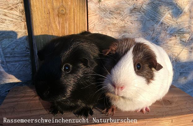 Meerschweinchenpaar Mädchen und Kastrat - Nagetiere - Nausiß