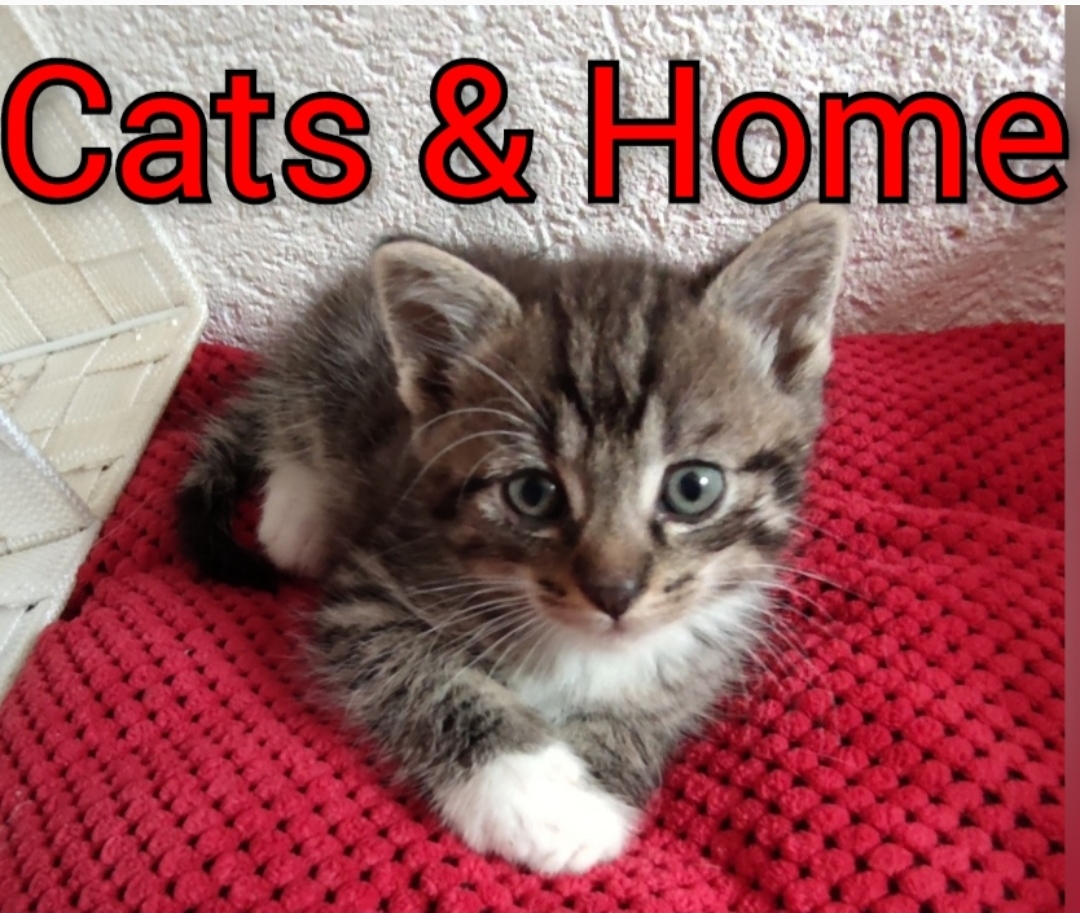 Katzensitter - Dienstleistungen - Bad Harzburg