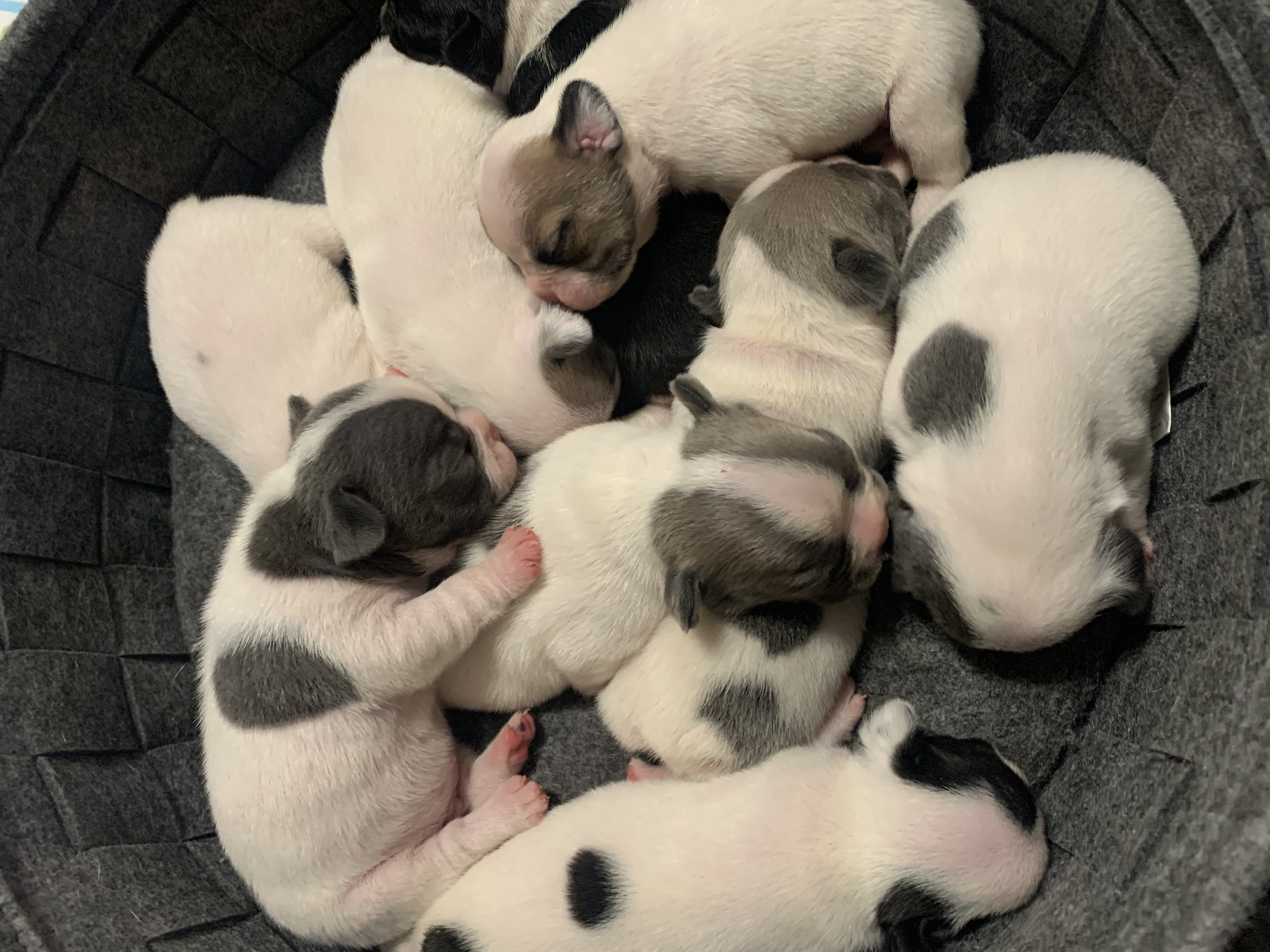 Welpen Französische Bulldoggen - Hunde - Steinabrückl