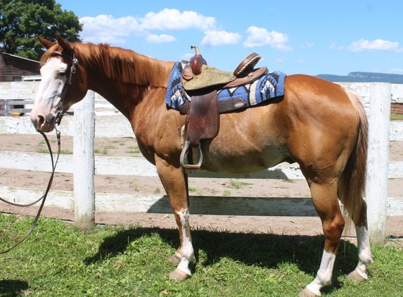 Super sanfter Painthorse Wallach - Pferde - Berlin