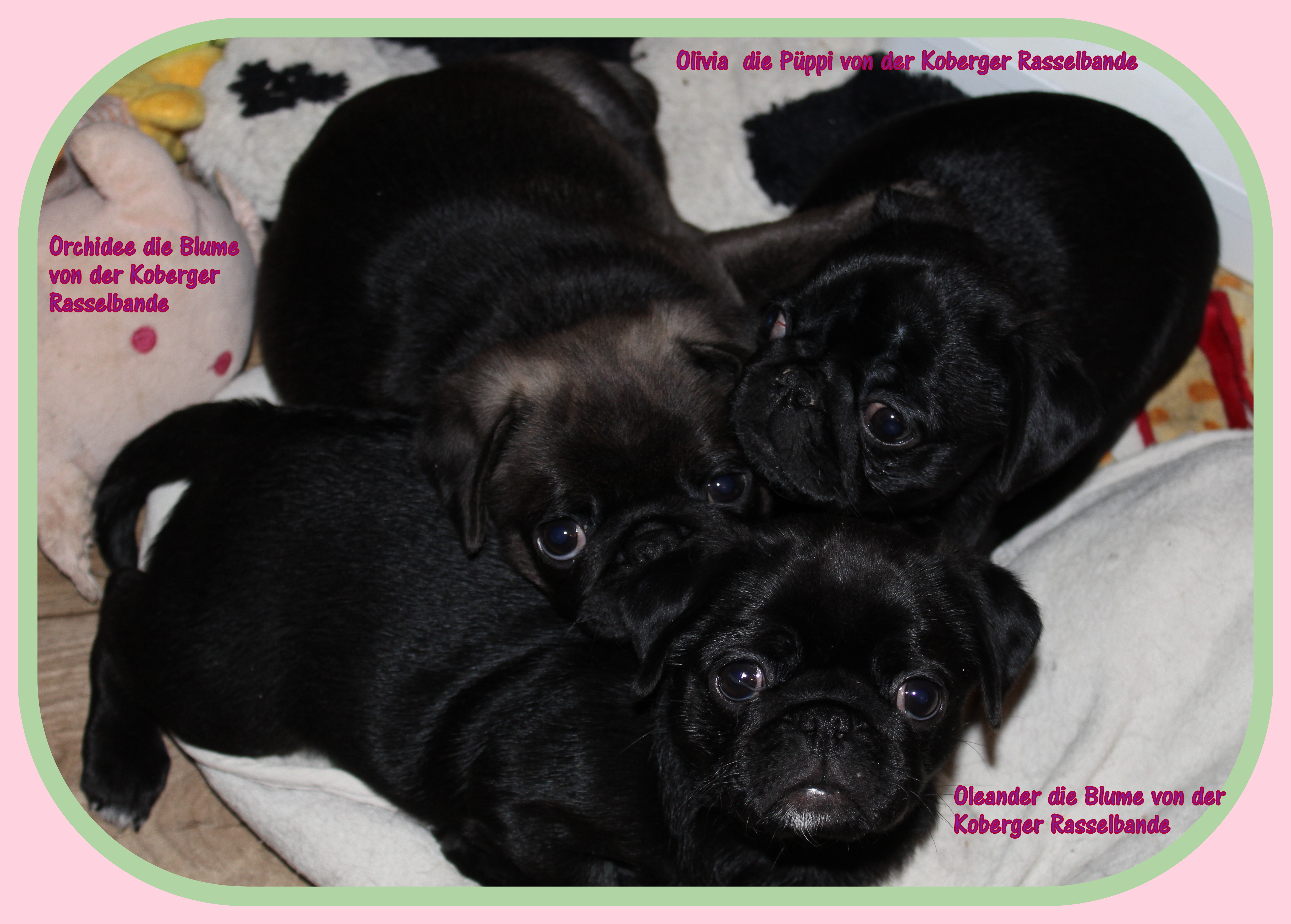 Mopswelpen  reinrassig suchen Liebevolles Mopszuhause mit Ahnentafel topfit - Hunde - Koberg