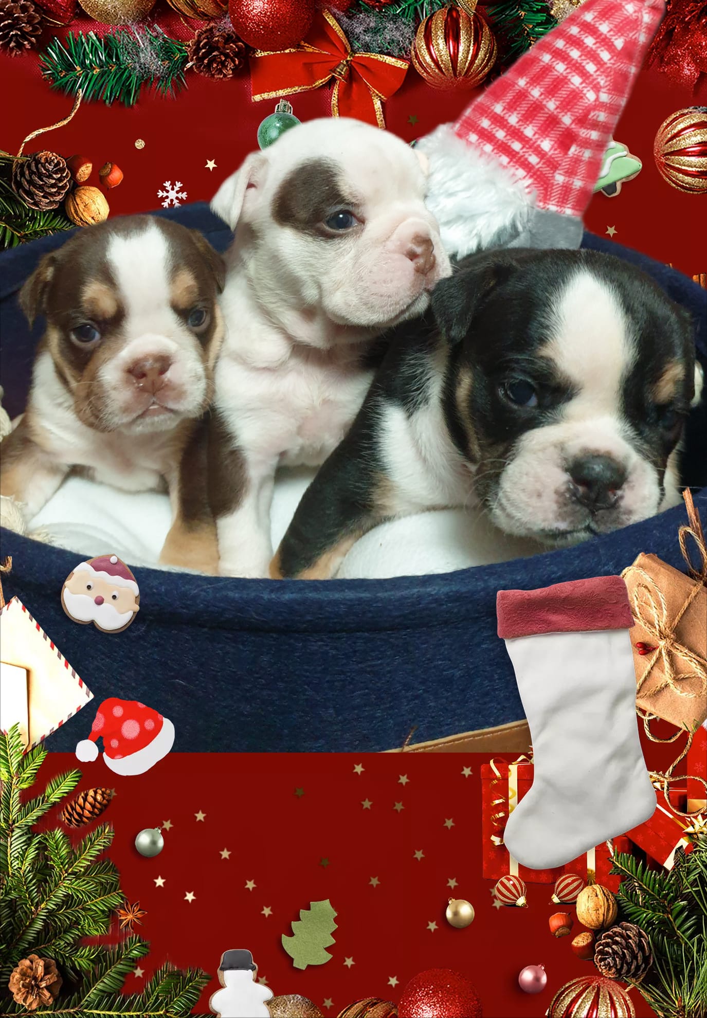 New Englische Bulldoggen welpen - Hunde - Gröningen