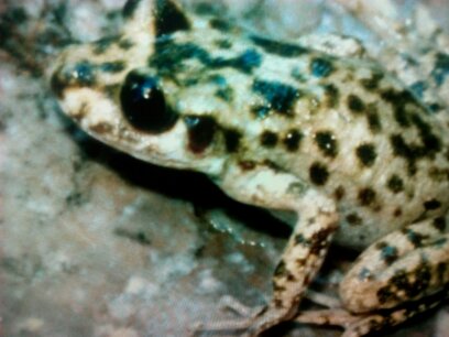 Alytes muletensis , Mallorca- Geburtshelferkröte - Amphibien - Wilkau Haßlau