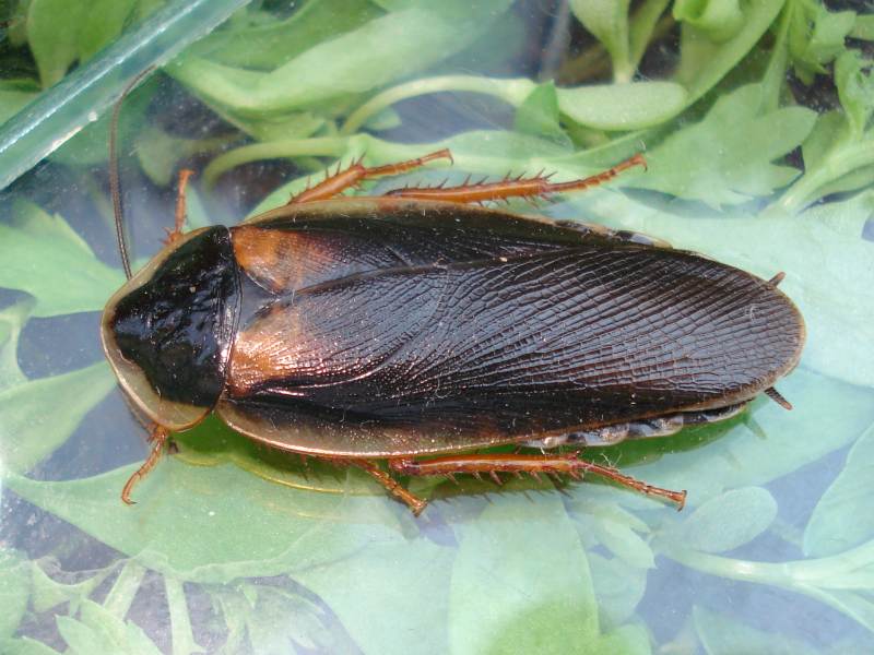 Argentinische Waldschaben - Tiernahrung - Schönaich