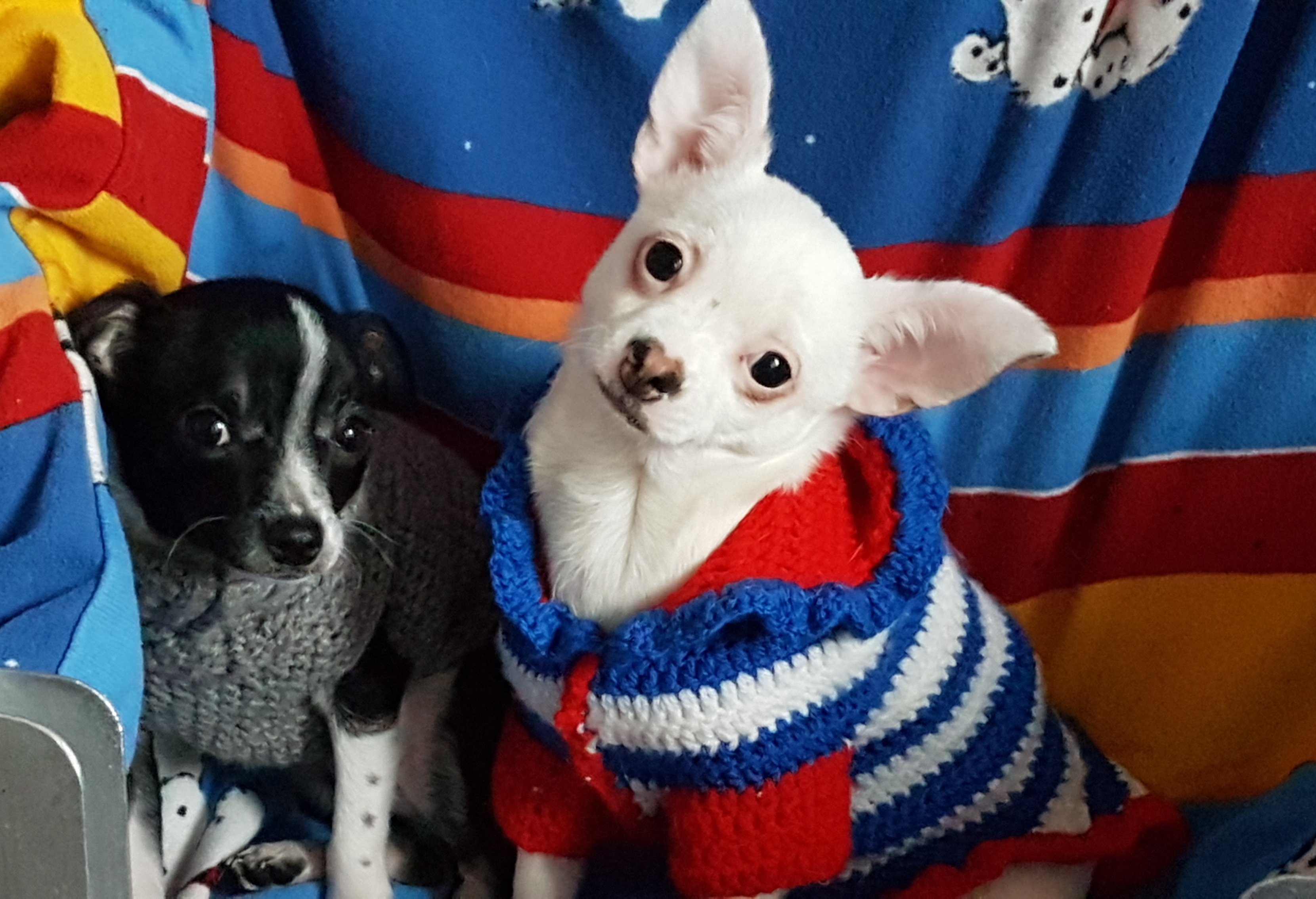 2 Chihuahua Buben - Hunde - Werlte