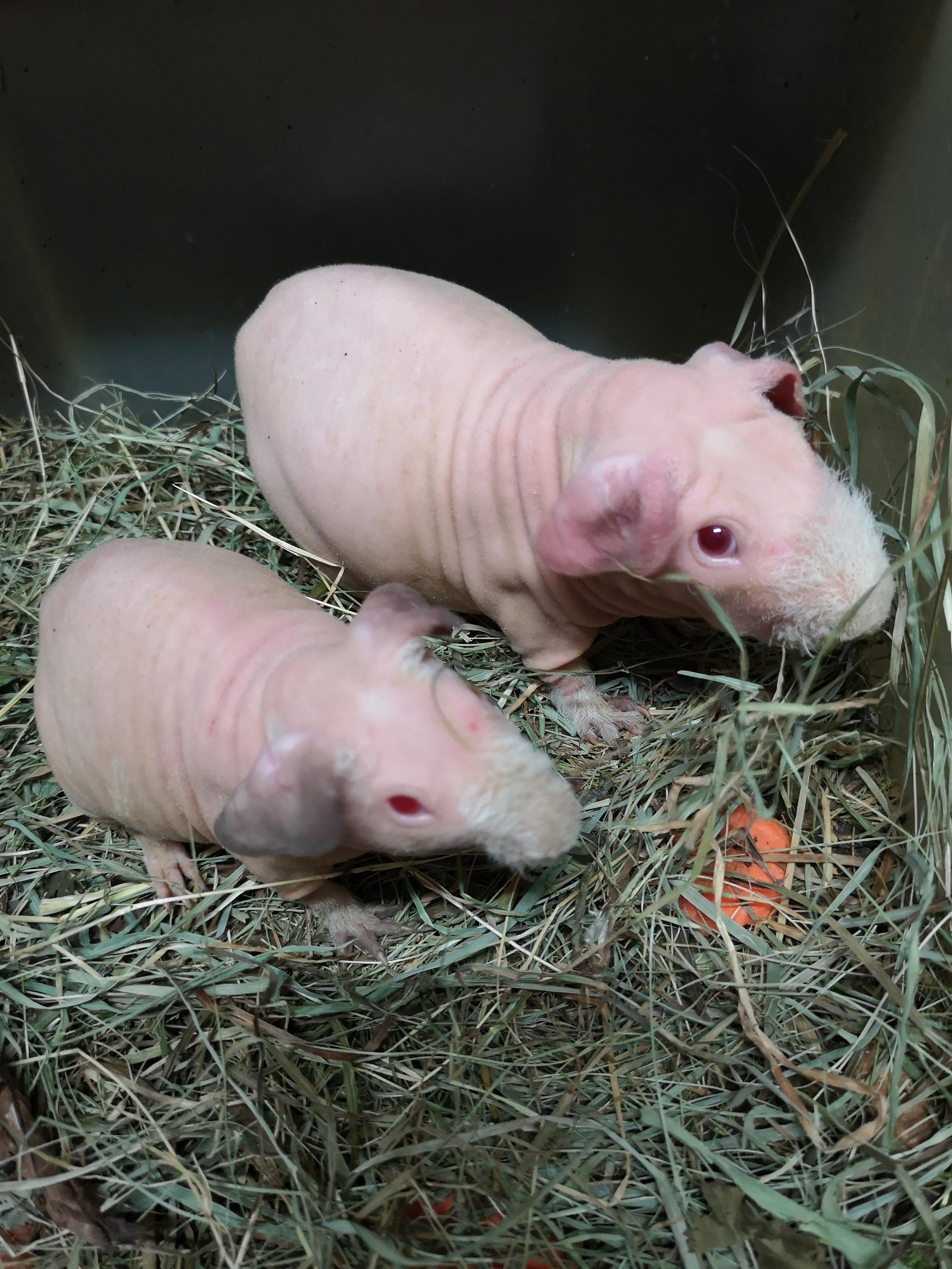 Junge Skinny-Böckchen - Nagetiere - Köln
