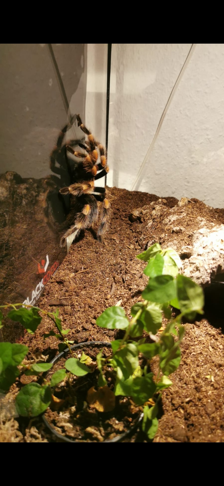 Brachypelma Hamorii Weibchen - Insekten - Coesfeld