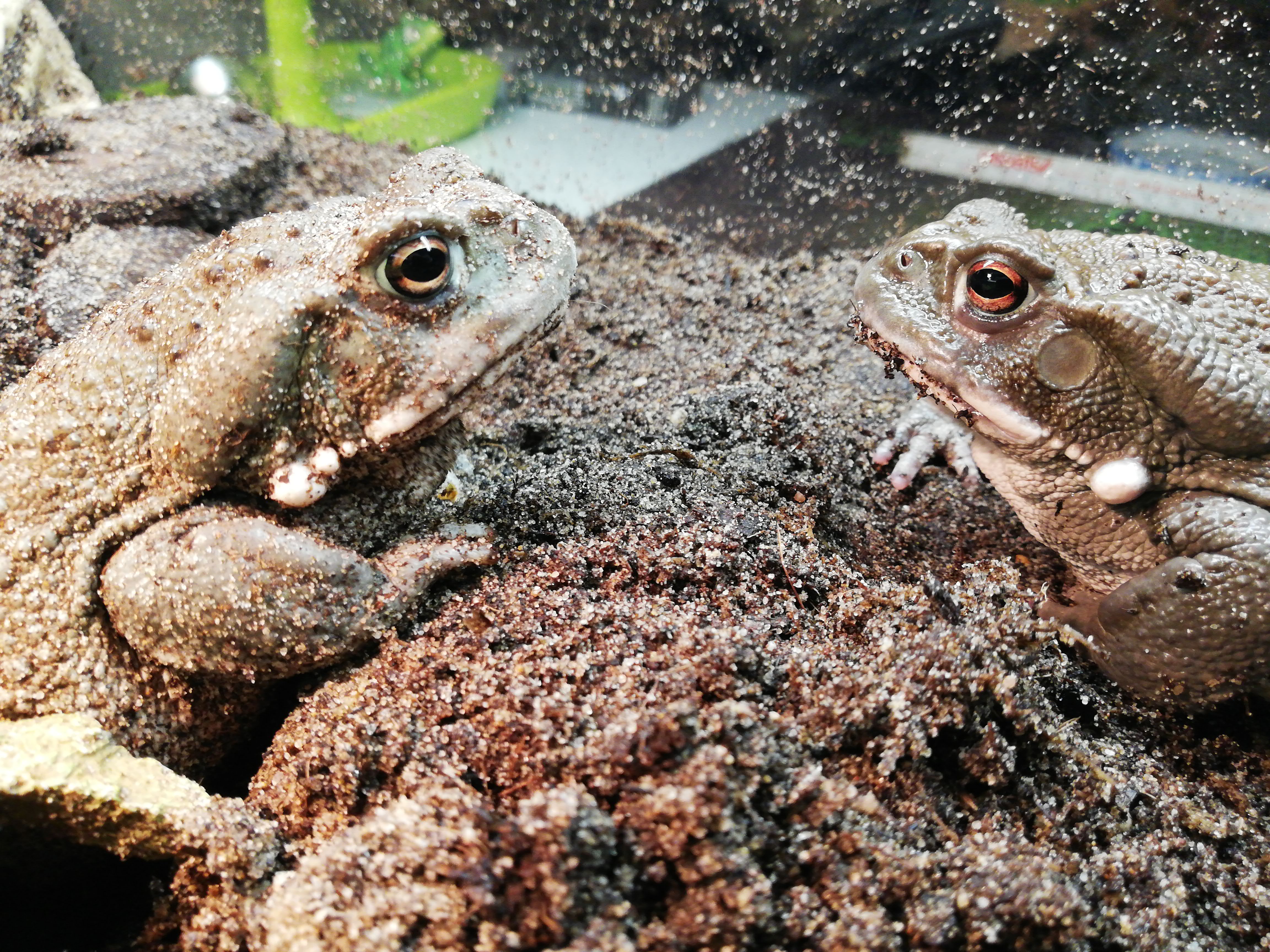 Bufo Alvarius Coloradokröten abzugeben - Amphibien - Bissendorf