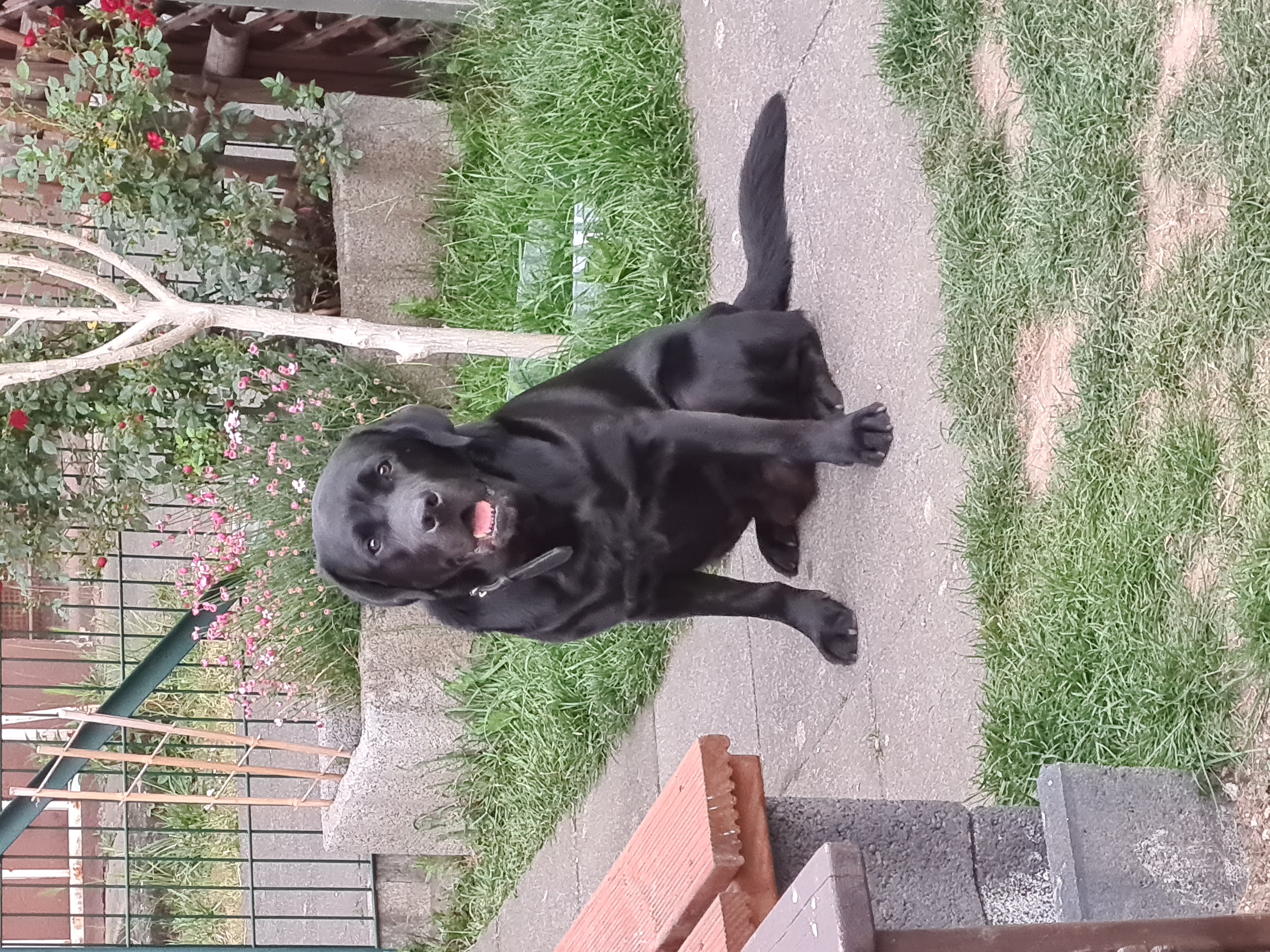 Wunderschöner schwarzer Labrador Deckrüde - Hunde - Leverkusen