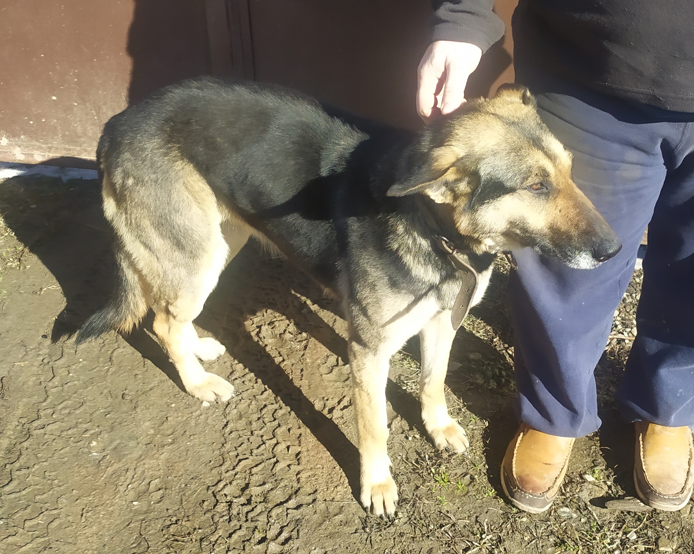 Schäferhündin Lisa reinrassig zu verkaufen - Hunde - Ludwigsburg