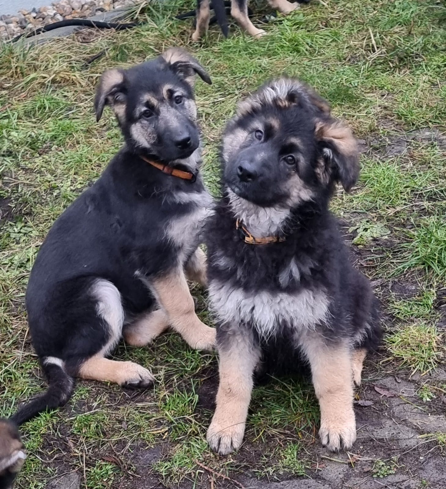 Knuffige Bande von Schäferhundwelpen ! - Hunde - Falkensee