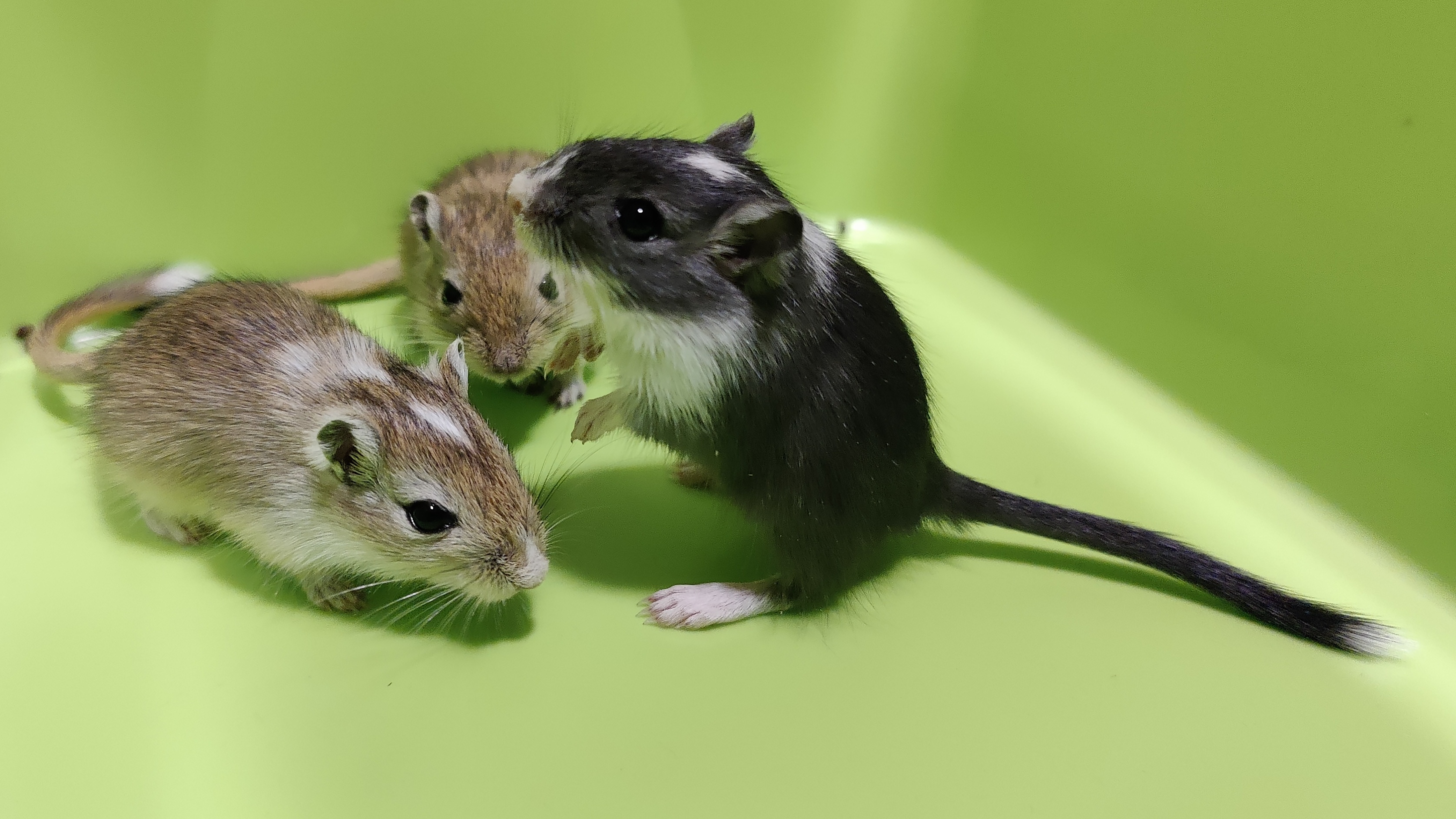 Neugierige Rennmäuse aus seriöser Hobbyzucht suchen neue Körnergeber (mongolisch - Nagetiere - Hohenschäftlarn