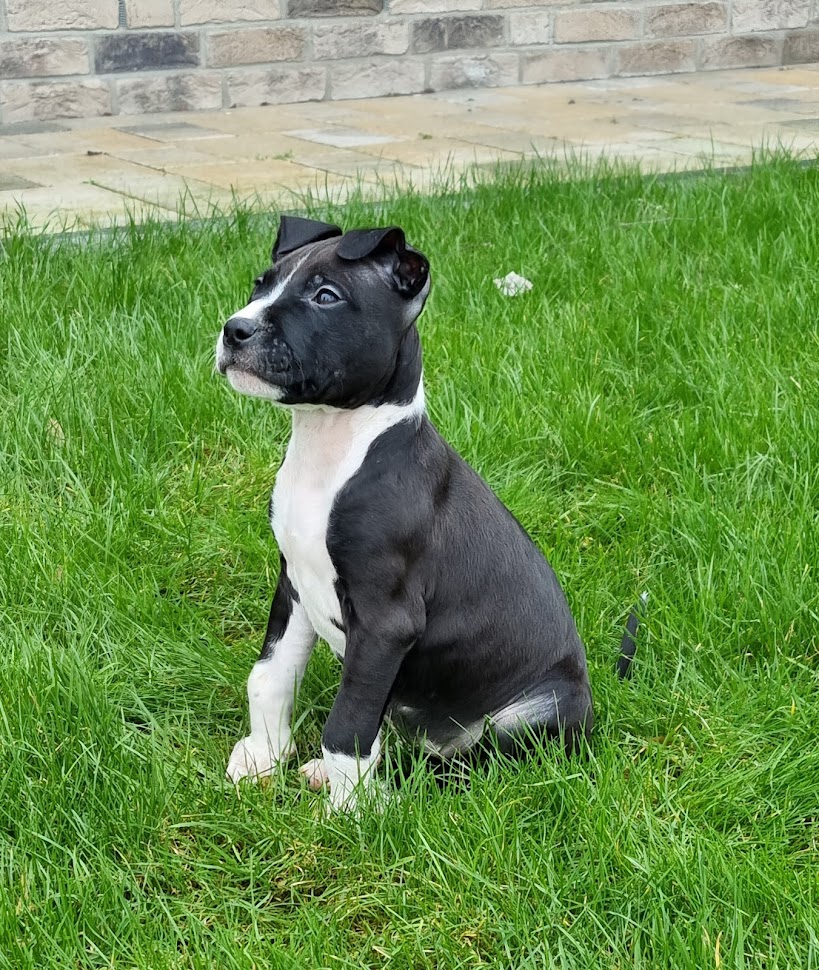 American Staffordshire Terrier - Hunde - Isenbüttel