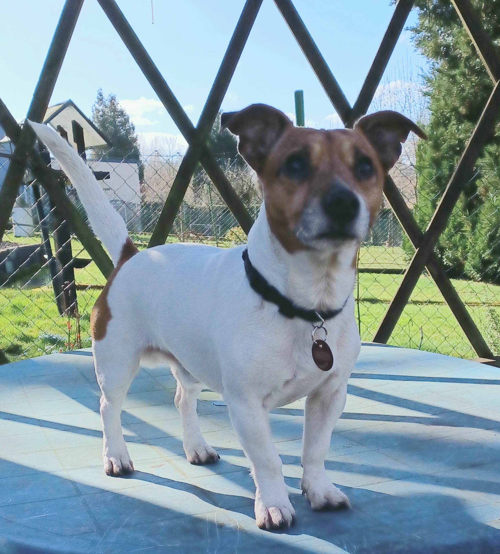 Jack Russell Terrier Deckrüde - Hunde - Heusweiler