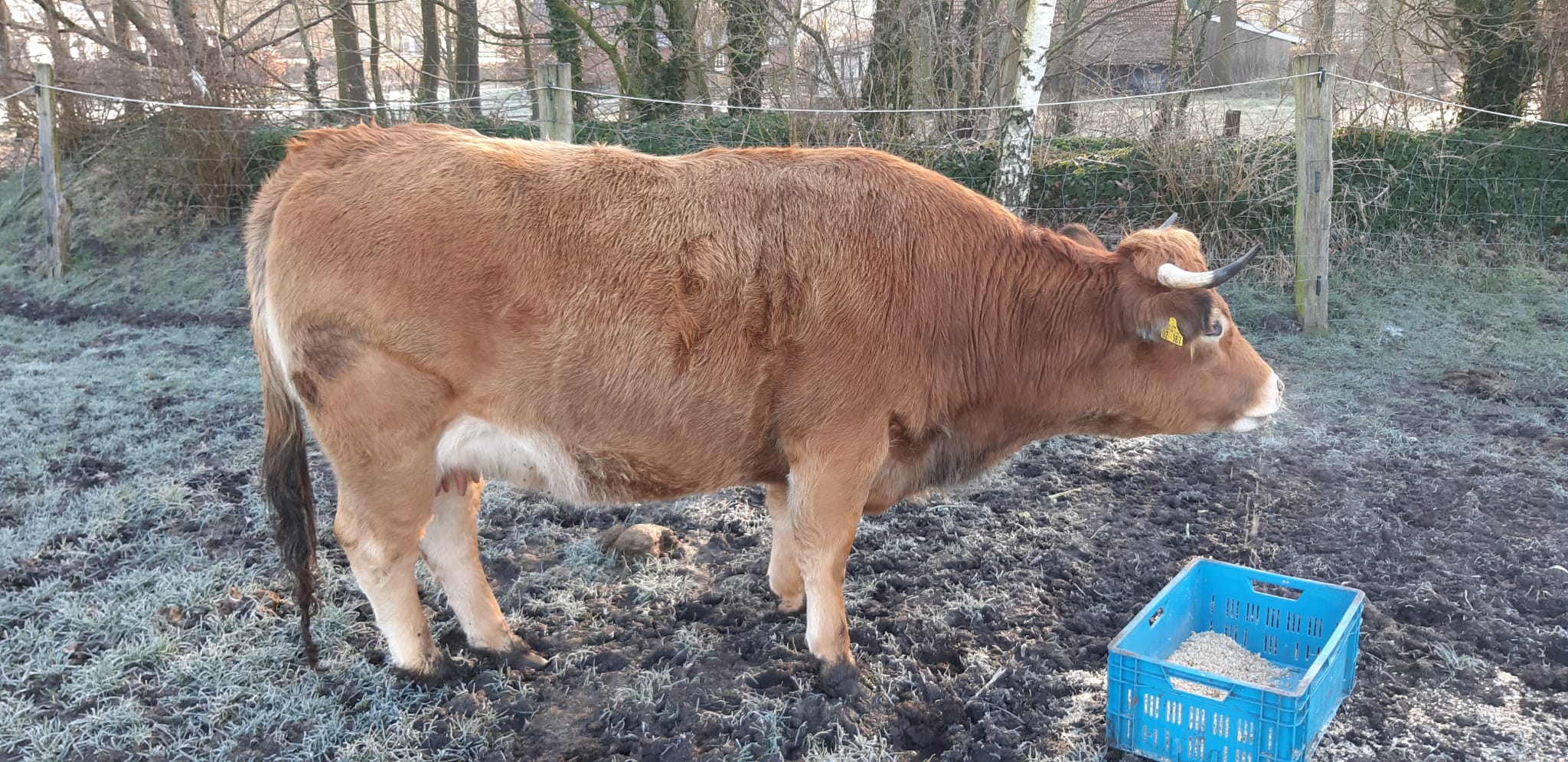 Aubrac Kuh hochtragend - Nutztiere - Ladbergen