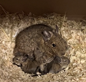 Degu Nachwuchs - Nagetiere - Herdorf