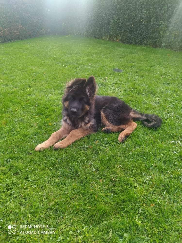 Hündin Langstockhaar aus Hobbyzucht abzugeben - Hunde - Ottendorf Okrilla