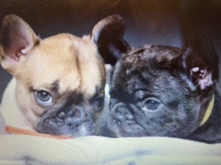 2 Französische Bulldoggen Welpen Rüden suchen - Hunde - Grevenbroich