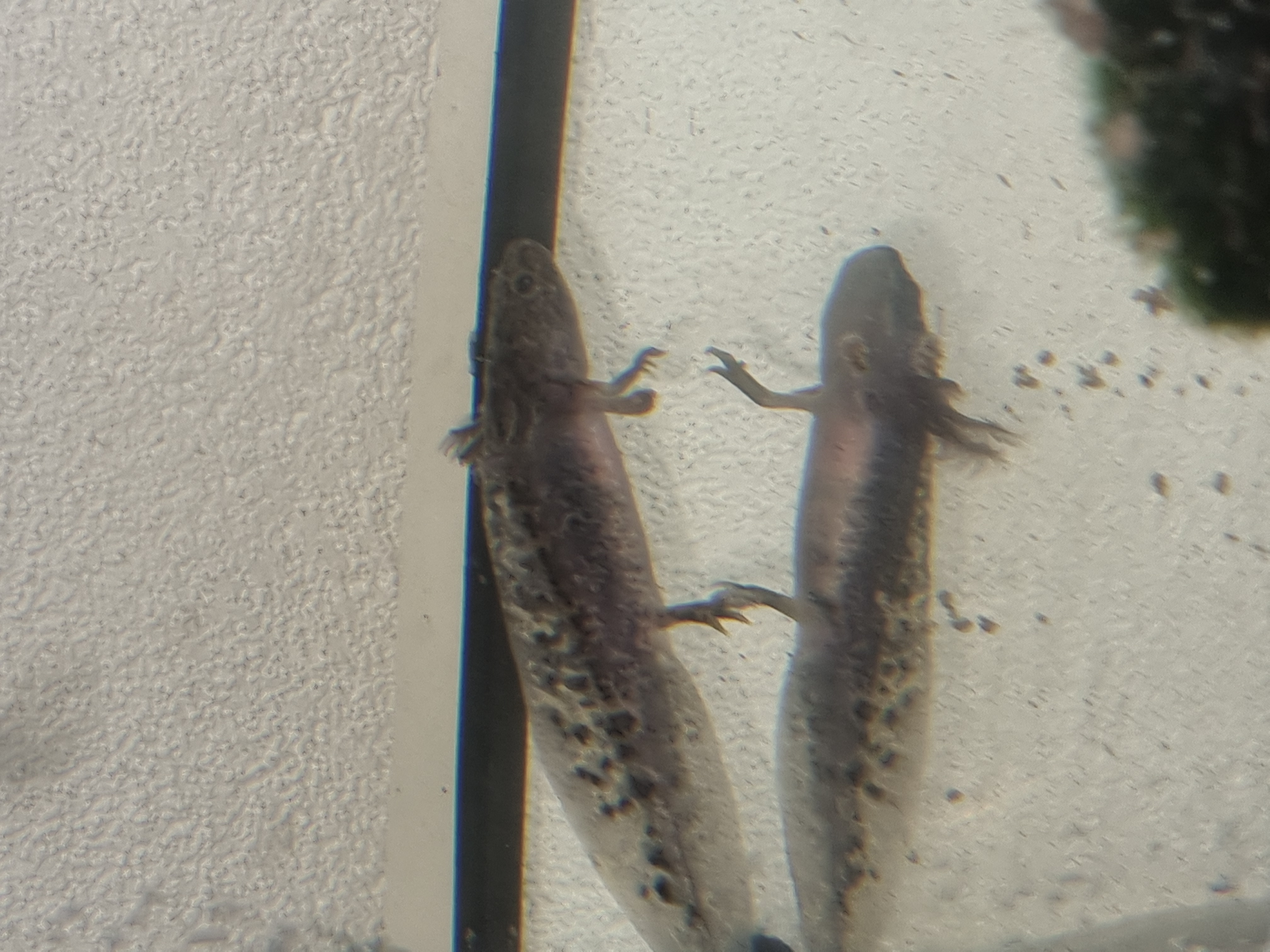 Axolotl abzugeben - Amphibien - Tawern